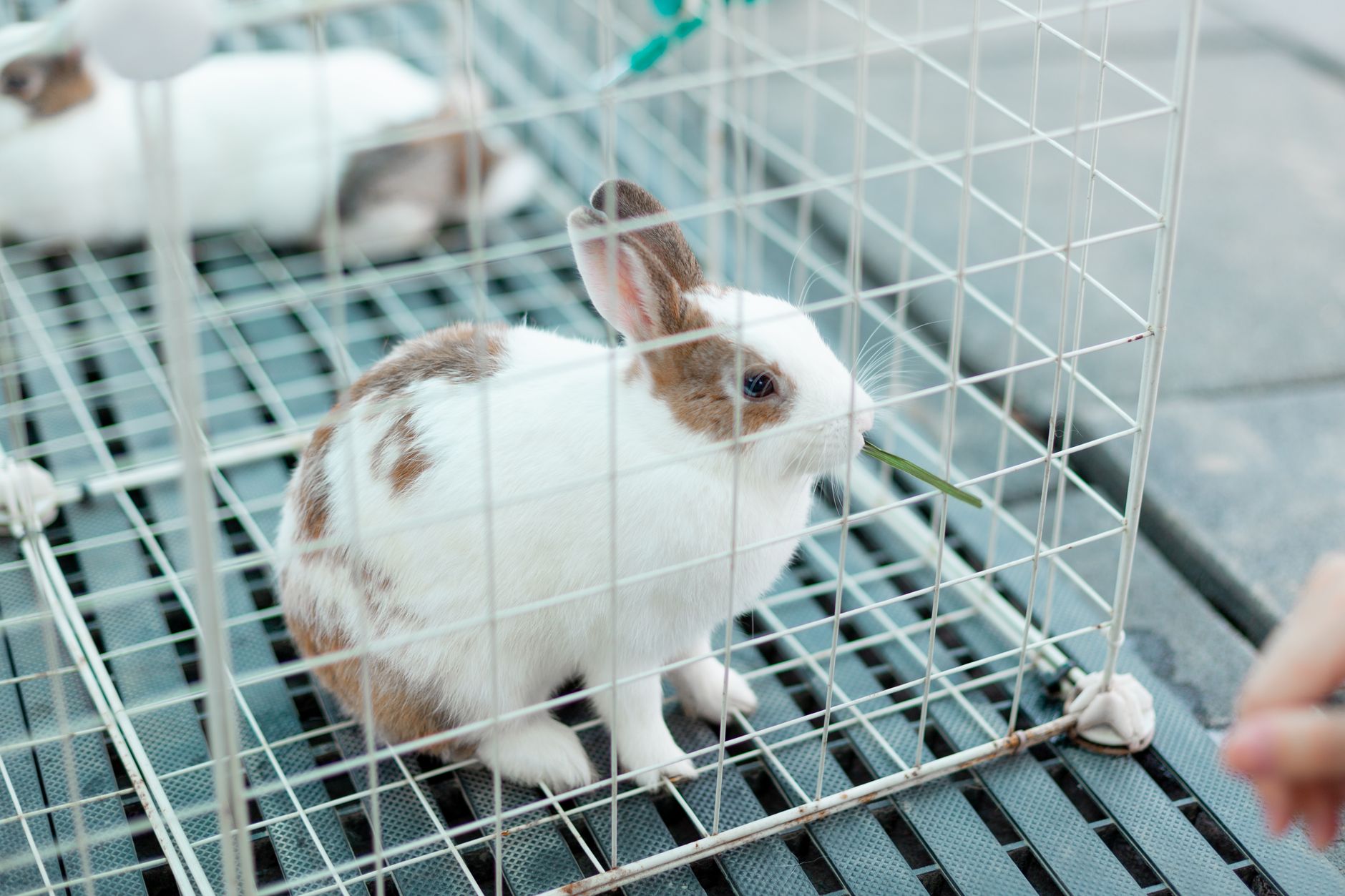 Kaninchen Luana fasst im Tierheim Minden Vertrauen und wird selbstbewusst
