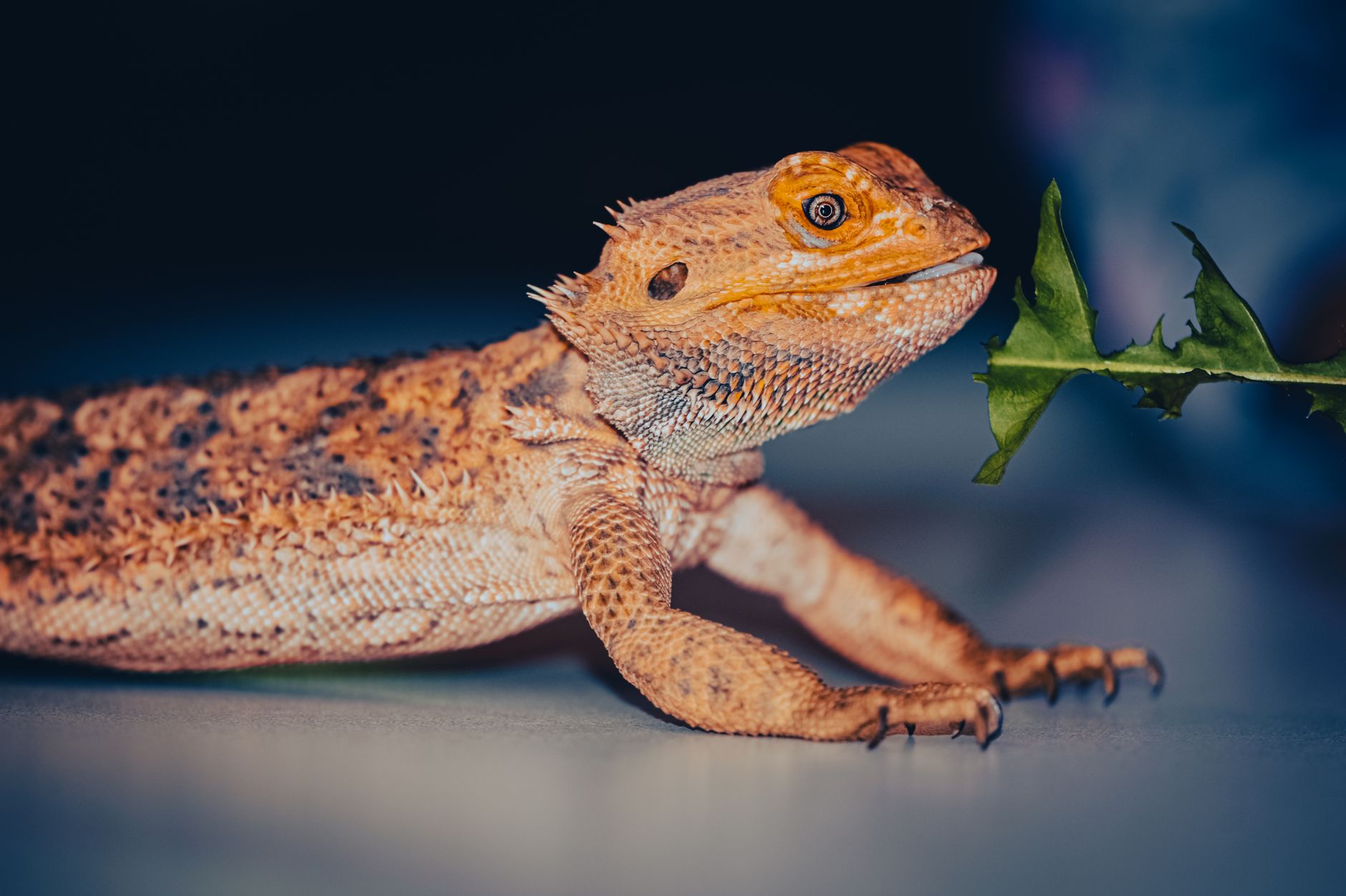 Detailed image of a bearded dragon interacting with greenery.