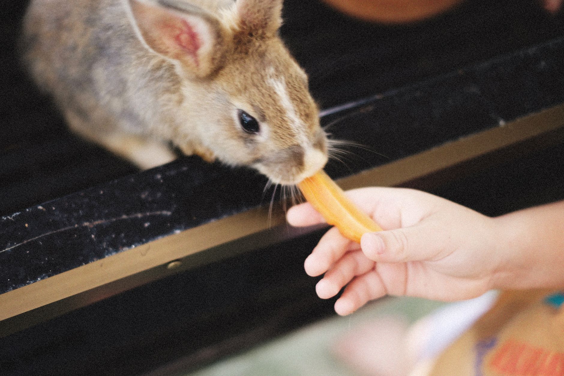 Cute rabbit eating a carrot offered by a child's hand, close-up.