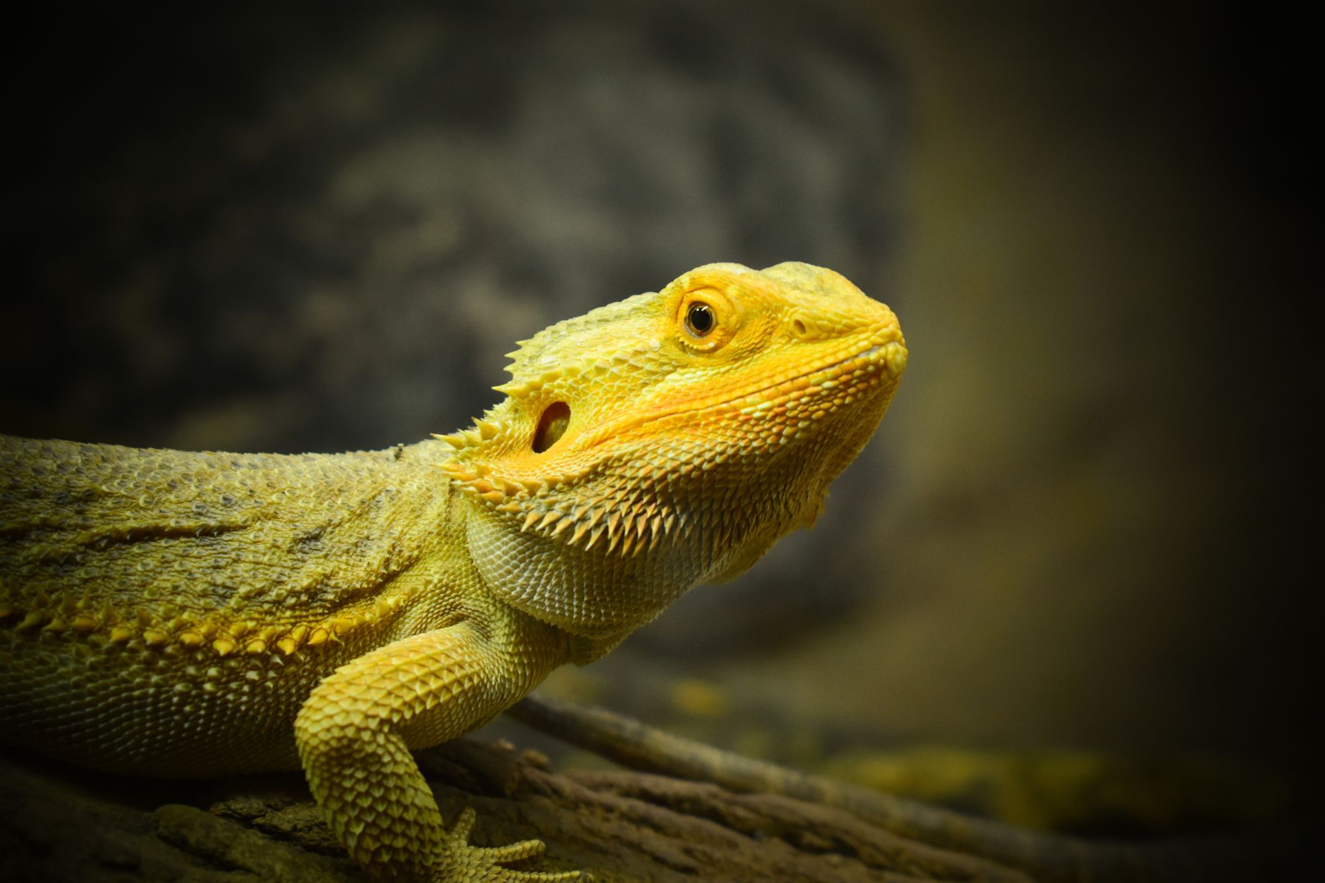 Detailed close-up of a bearded dragon, showcasing its scales and natural habitat.