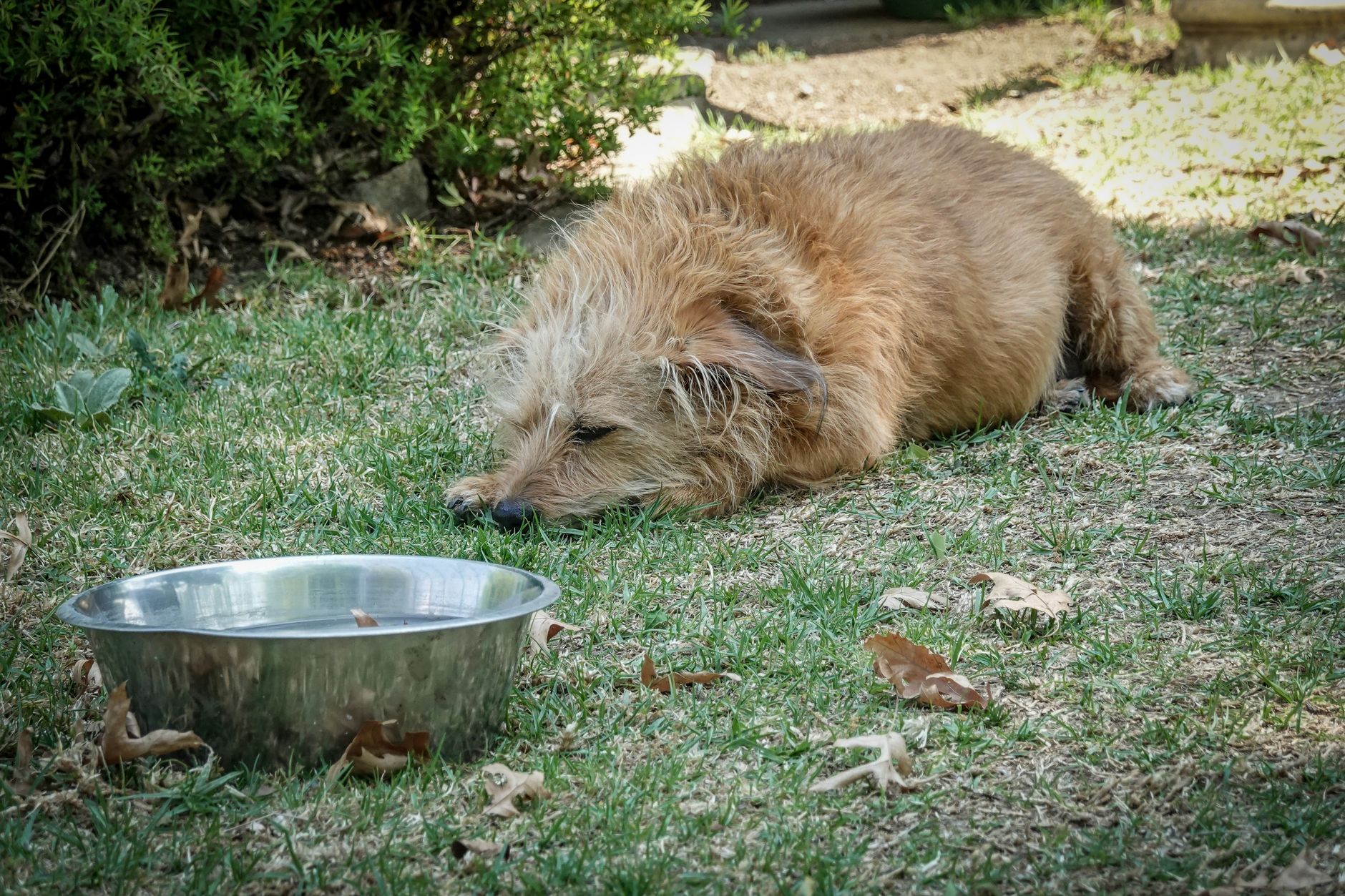 A fluffy terrier dog lies on grass near a metal water bowl, enjoying a sunny day outdoors.