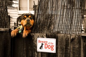 Merkur-Übersicht: Warnzeichen beim Hund erfordern schnelles Handeln