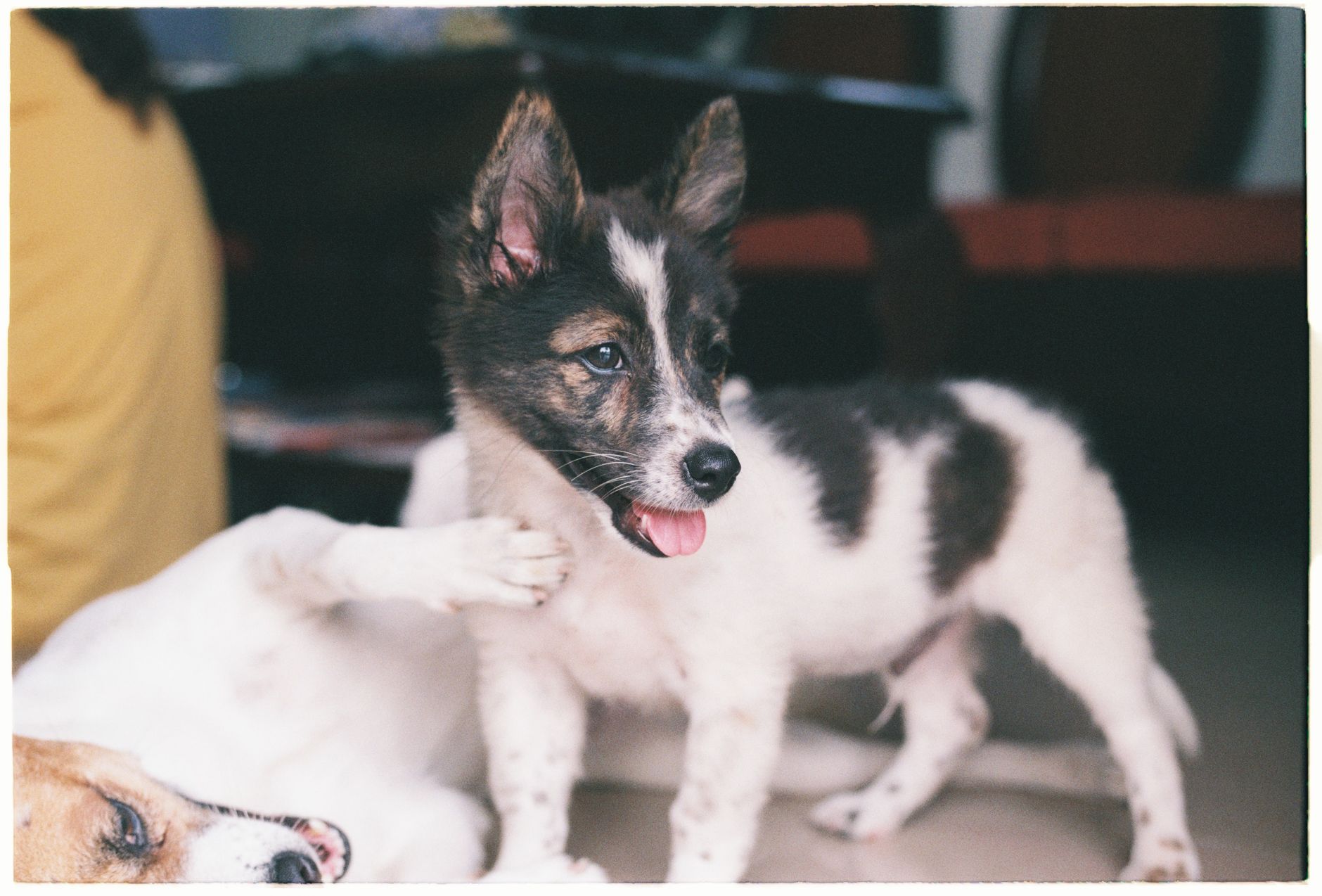 Two playful puppies indoors, one standing with a curious expression, perfect for pet enthusiasts.