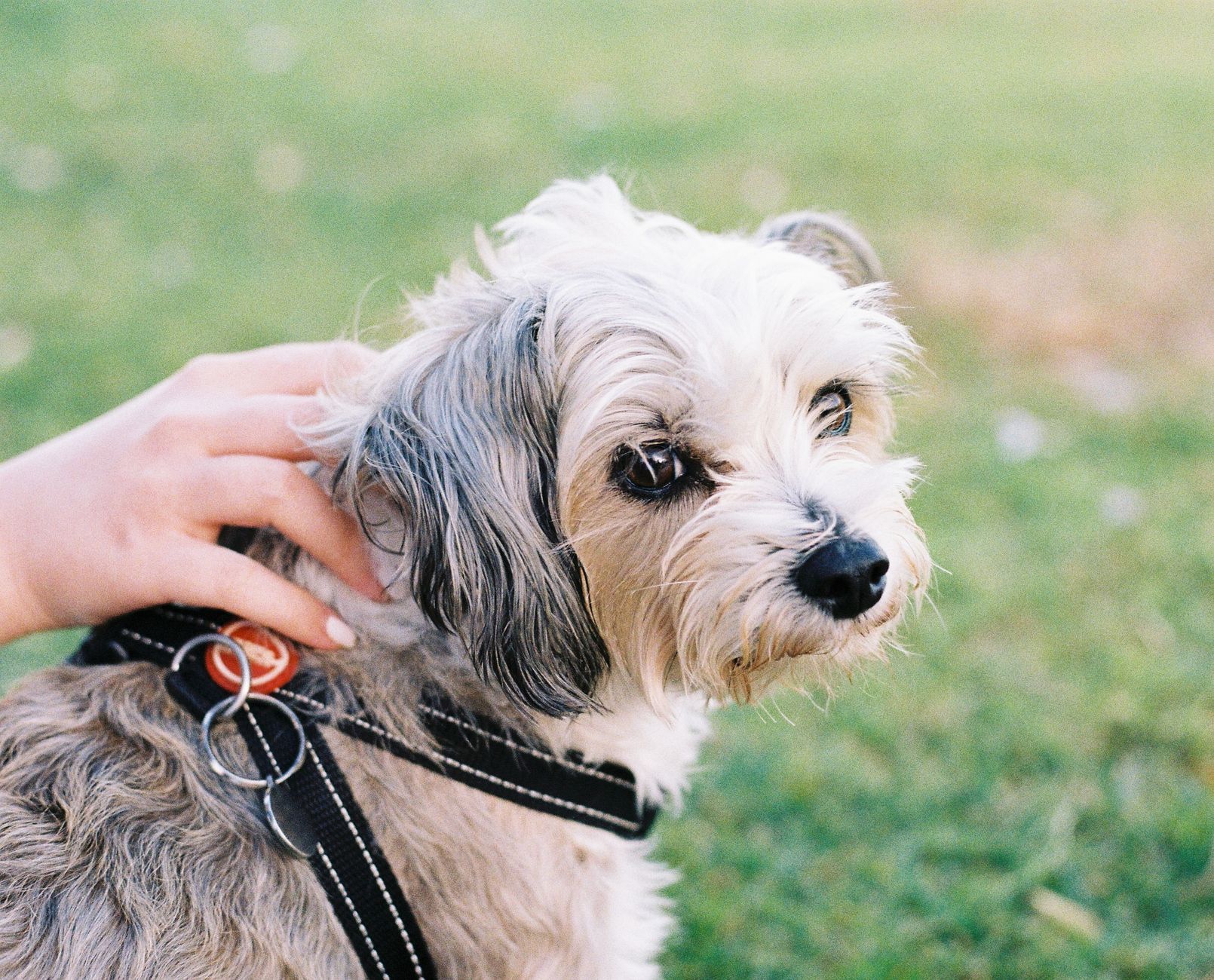 A small dog with a harness being gently petted in a grassy park at Bondi Beach, NSW, Australia.
