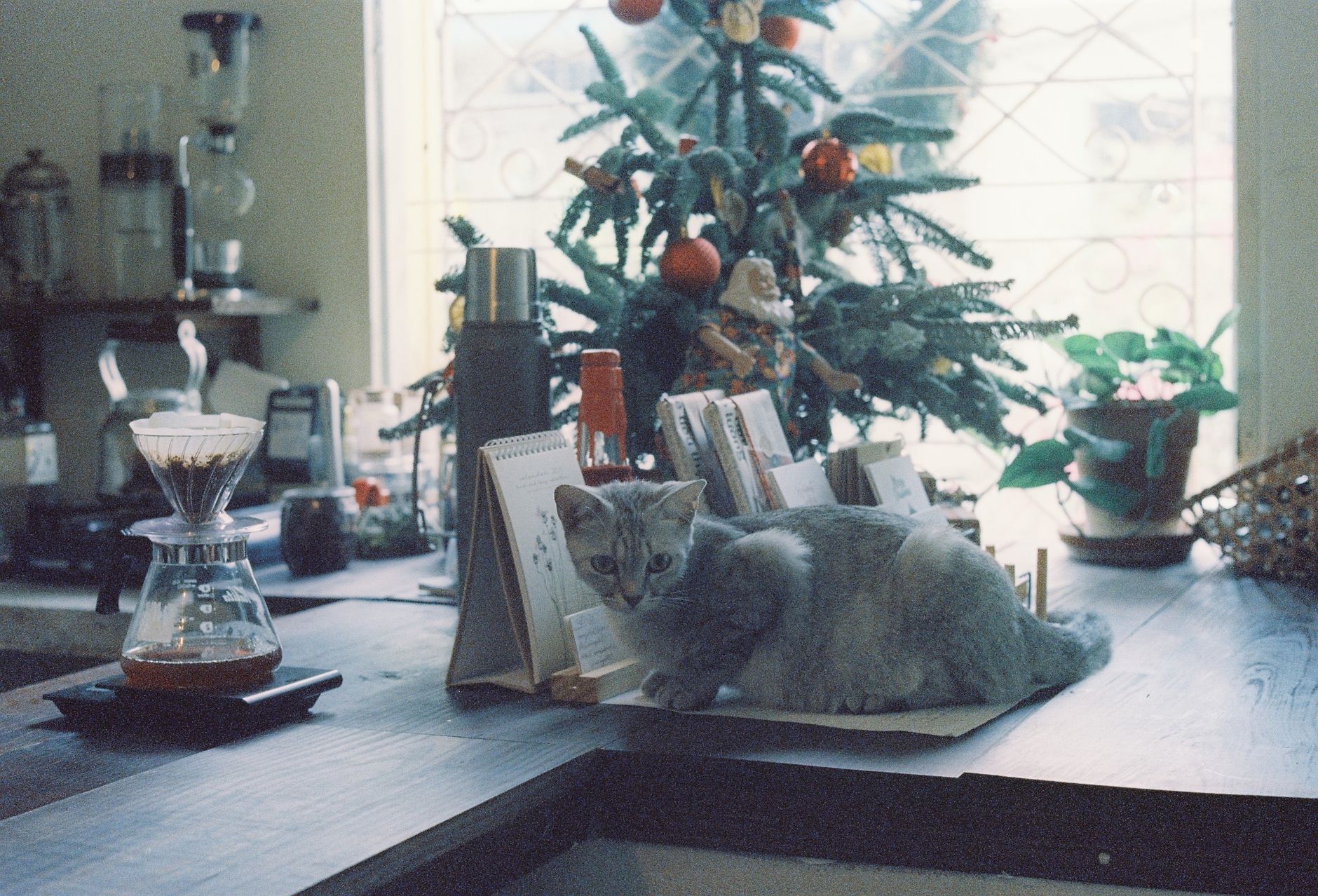 A cat relaxes on a counter beside a Christmas tree in a cozy kitchen setting.
