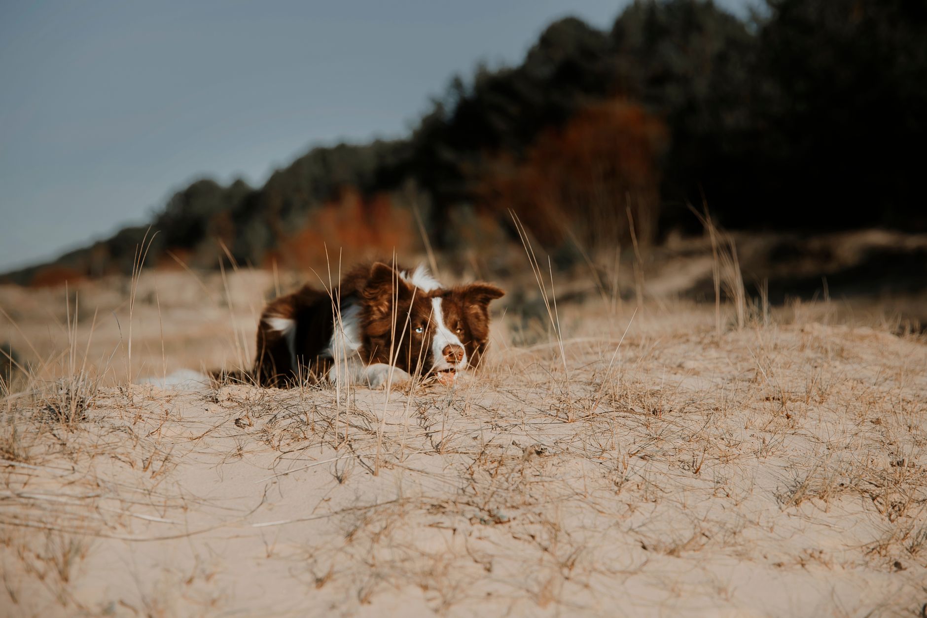 Hund frisst Gras: Harmlos oder Warnsignal für den Magen?