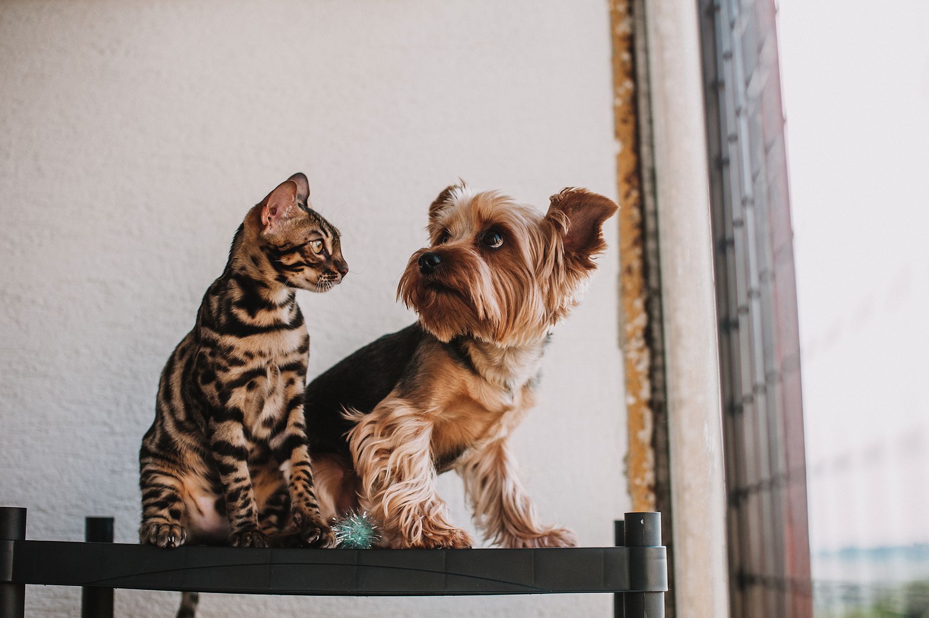 A Bengal cat and Yorkshire Terrier sit together on a shelf by a window, showcasing pet companionship