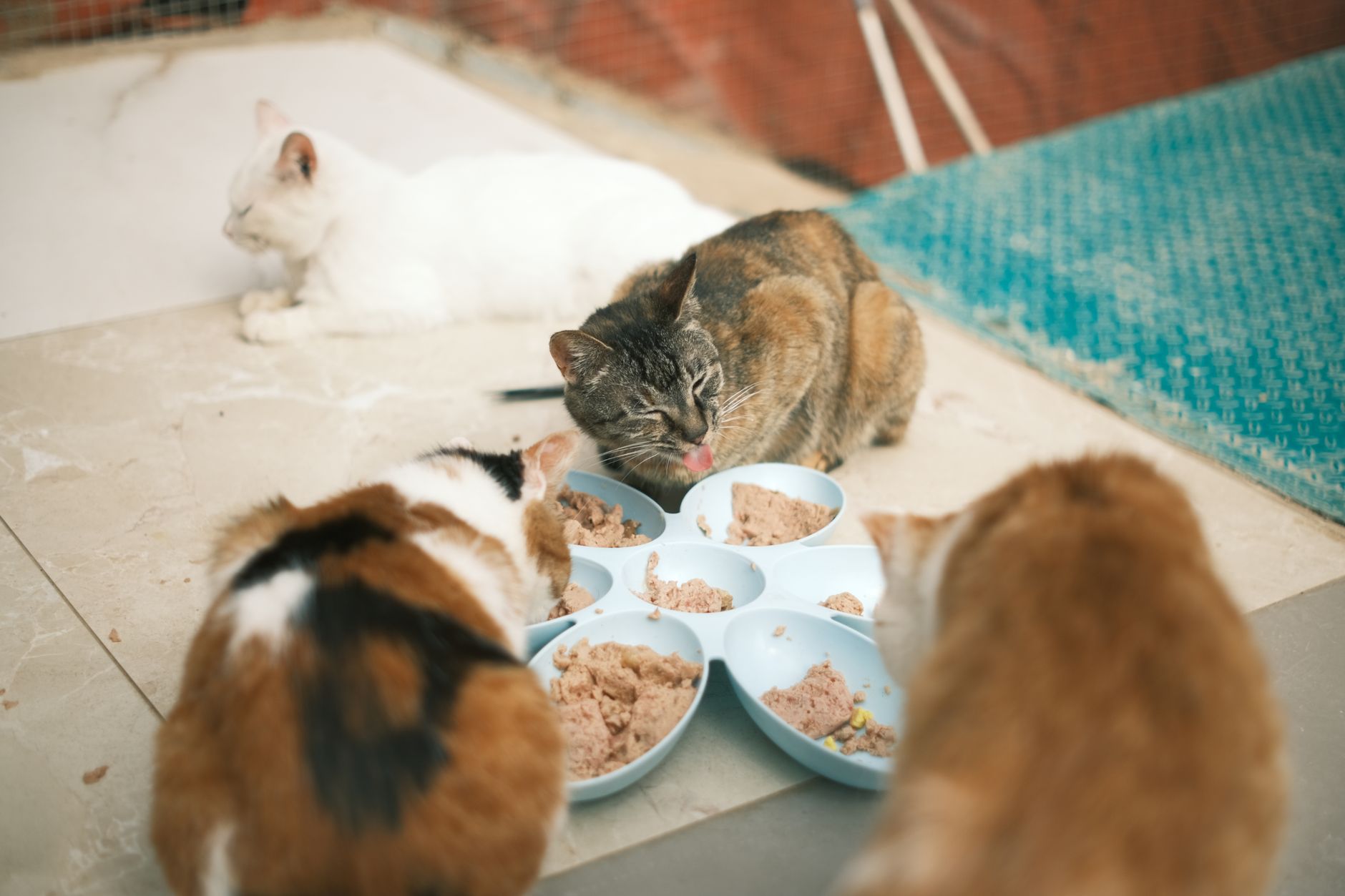 Schonkost für Katzen nach einer Operation: Die ersten Tage zu Hause