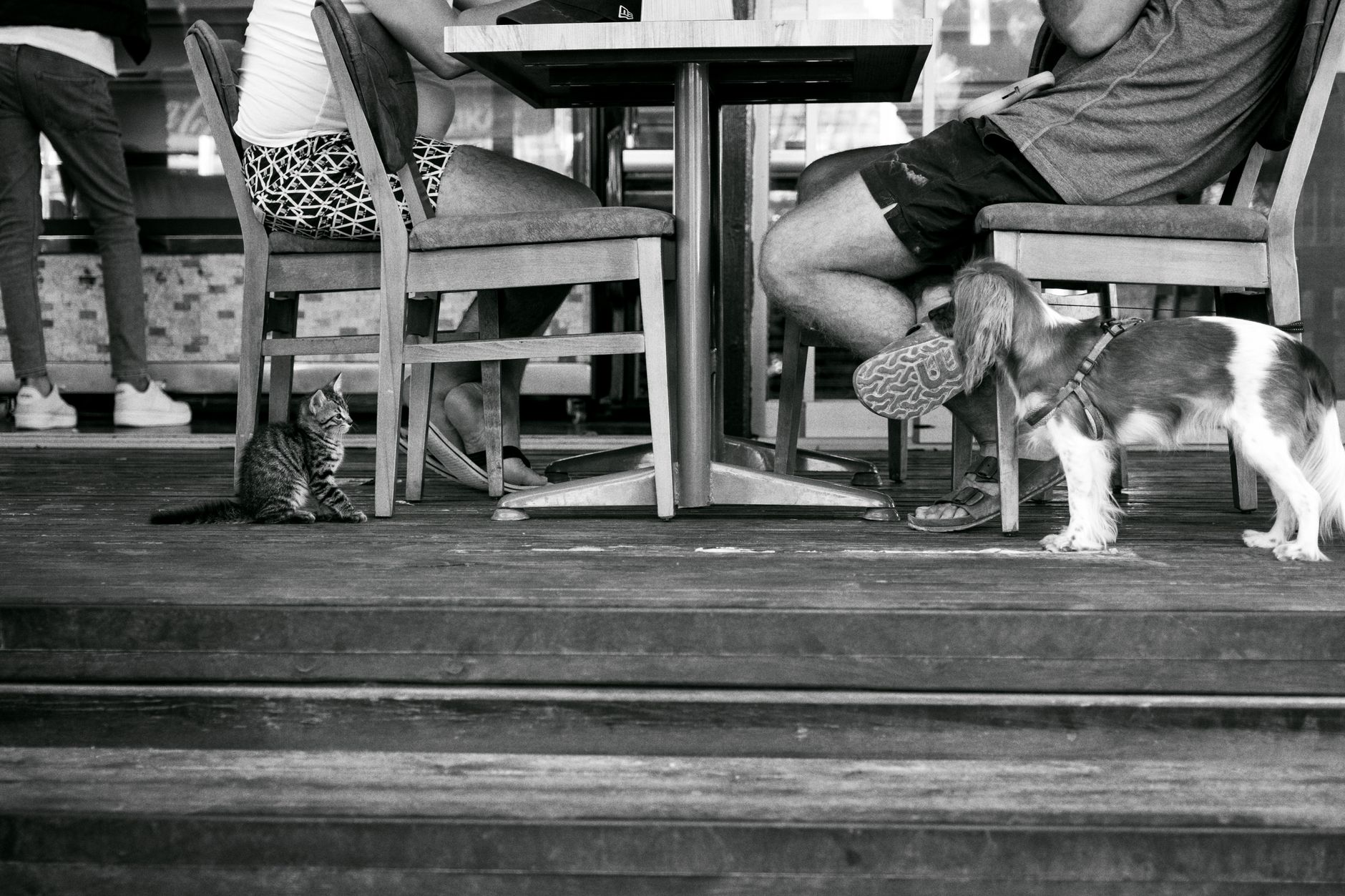 A candid black and white photo capturing a cat and dog interaction in a bar setting.