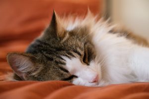 Zeitumstellung auf Winterzeit: Mini-Jetlag bei Katzen durch verschobene Routinen