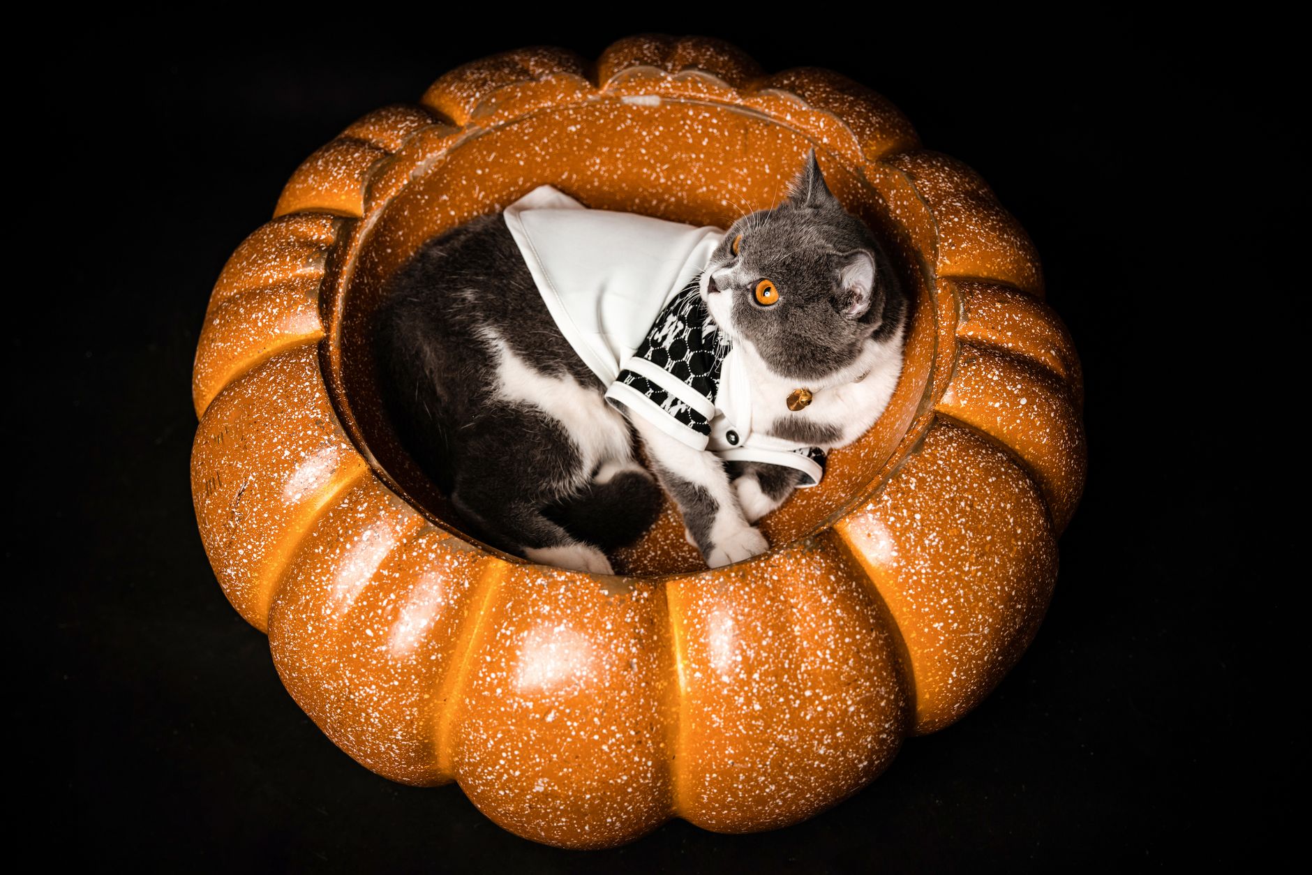 Kürbis für Hund und Katze: Wann er der Verdauung hilft