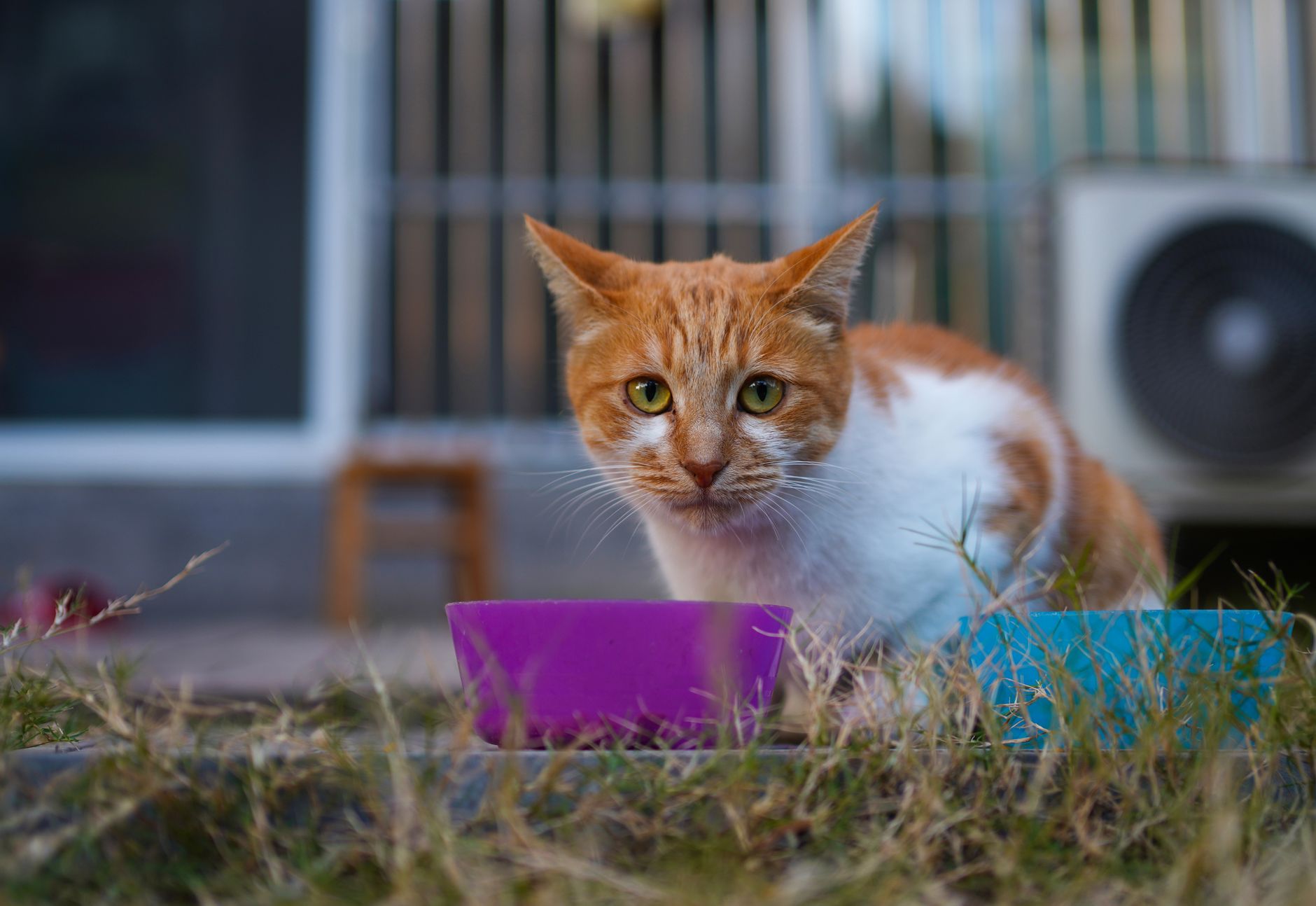 Verstopfung bei Katzen: Ursachen erkennen und richtig füttern