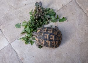 Landschildkröte füttern: Wildkräuter statt Obst und Salat