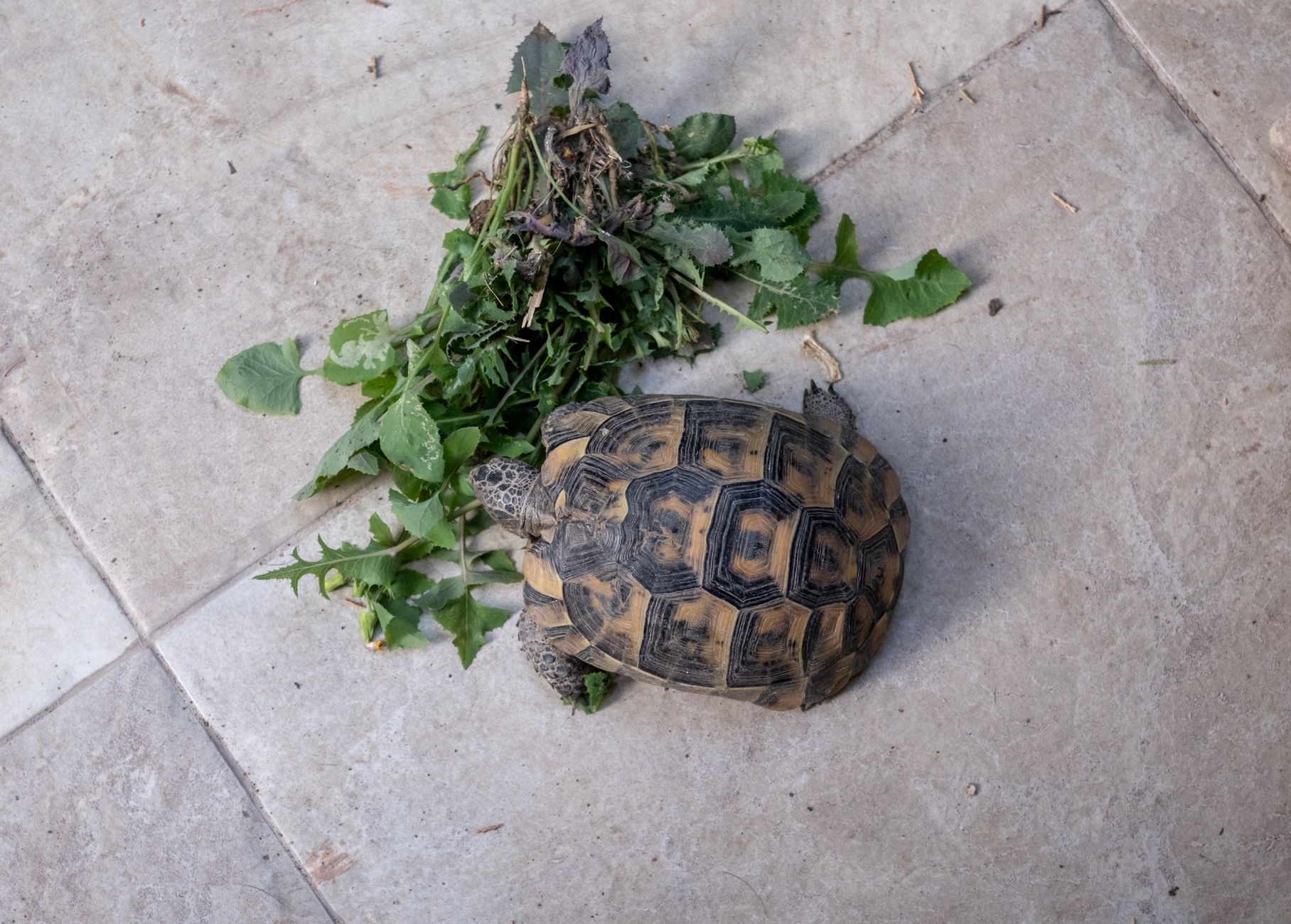 Landschildkröte füttern: Wildkräuter statt Obst und Salat