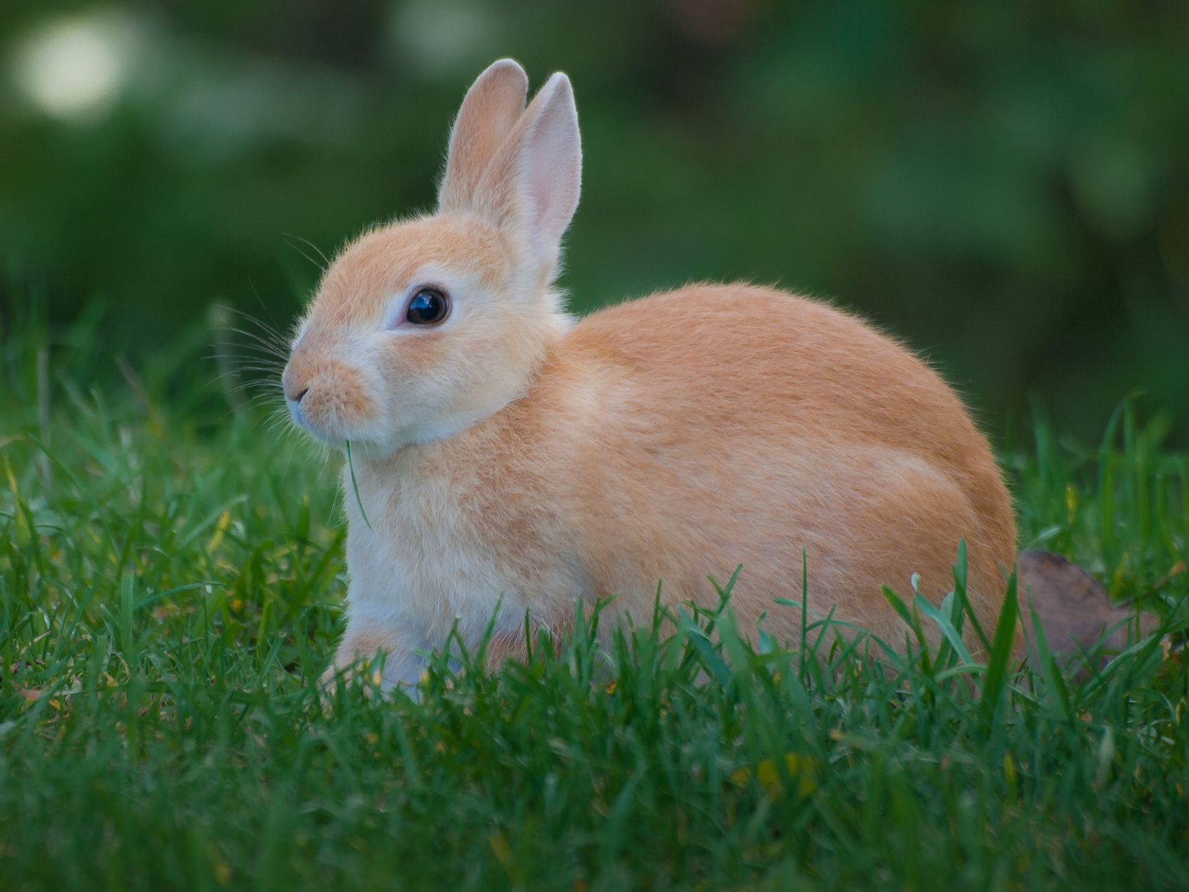 Adorable close-up photo of a domestic rabbit sitting on grass in Normandy, France.