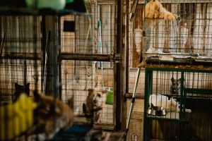 Tierheime in Sachsen stoßen an Kapazitätsgrenzen
