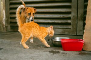 Schonkost-Notvorrat für Hund und Katze: Das gehört ins Haus
