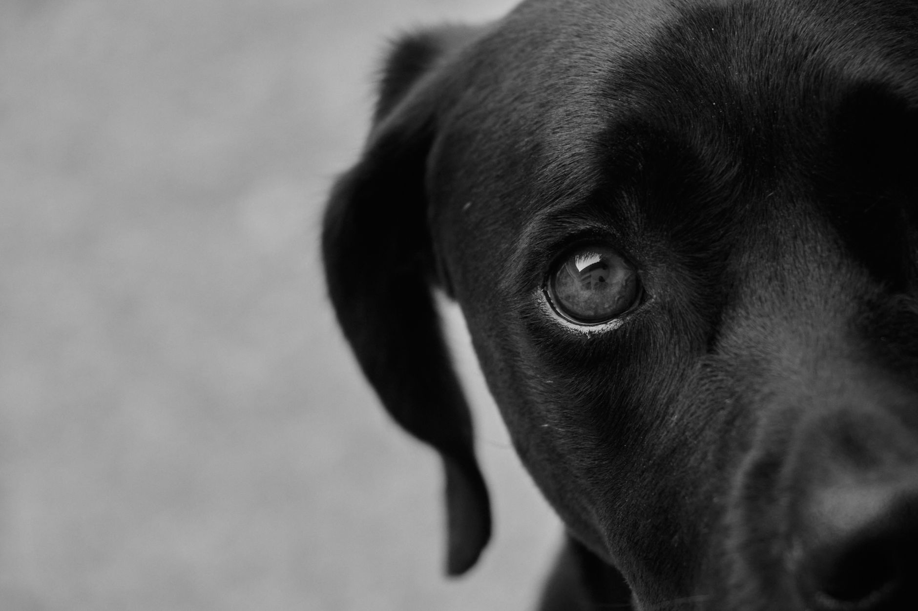 Schonkost vorkochen und portionieren: Wochenplan für Hunde