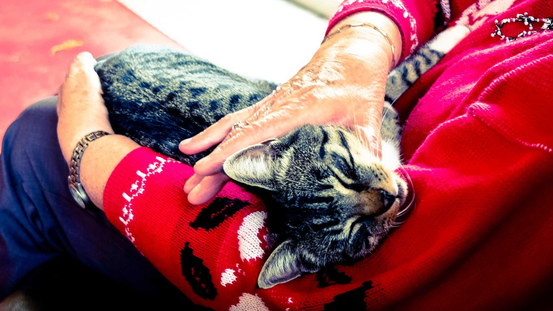 Senior-Katze: Muskelabbau durch die richtige Fütterung bremsen