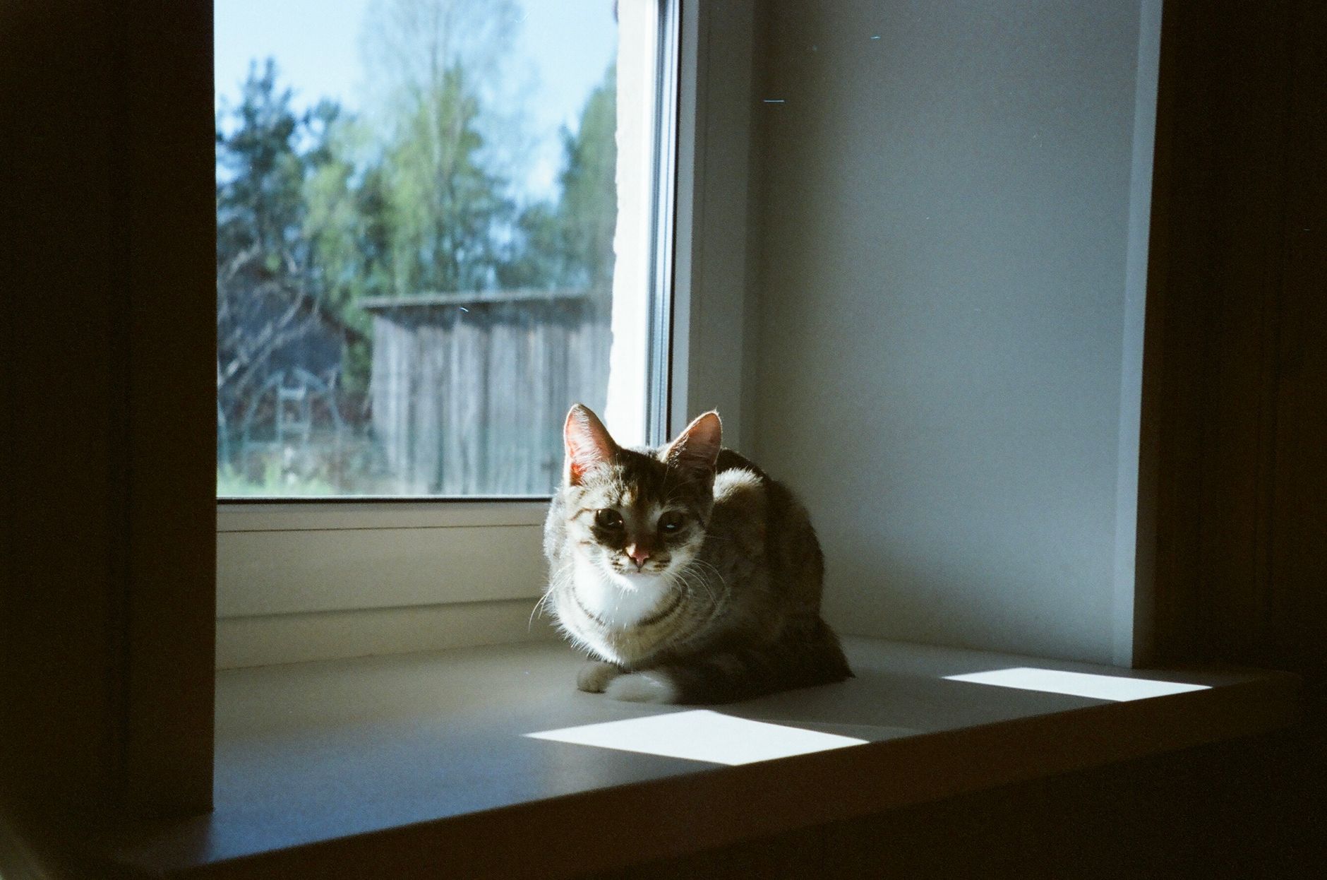 A cute cat enjoys the sunlight on a window sill, creating a peaceful and warm ambiance.