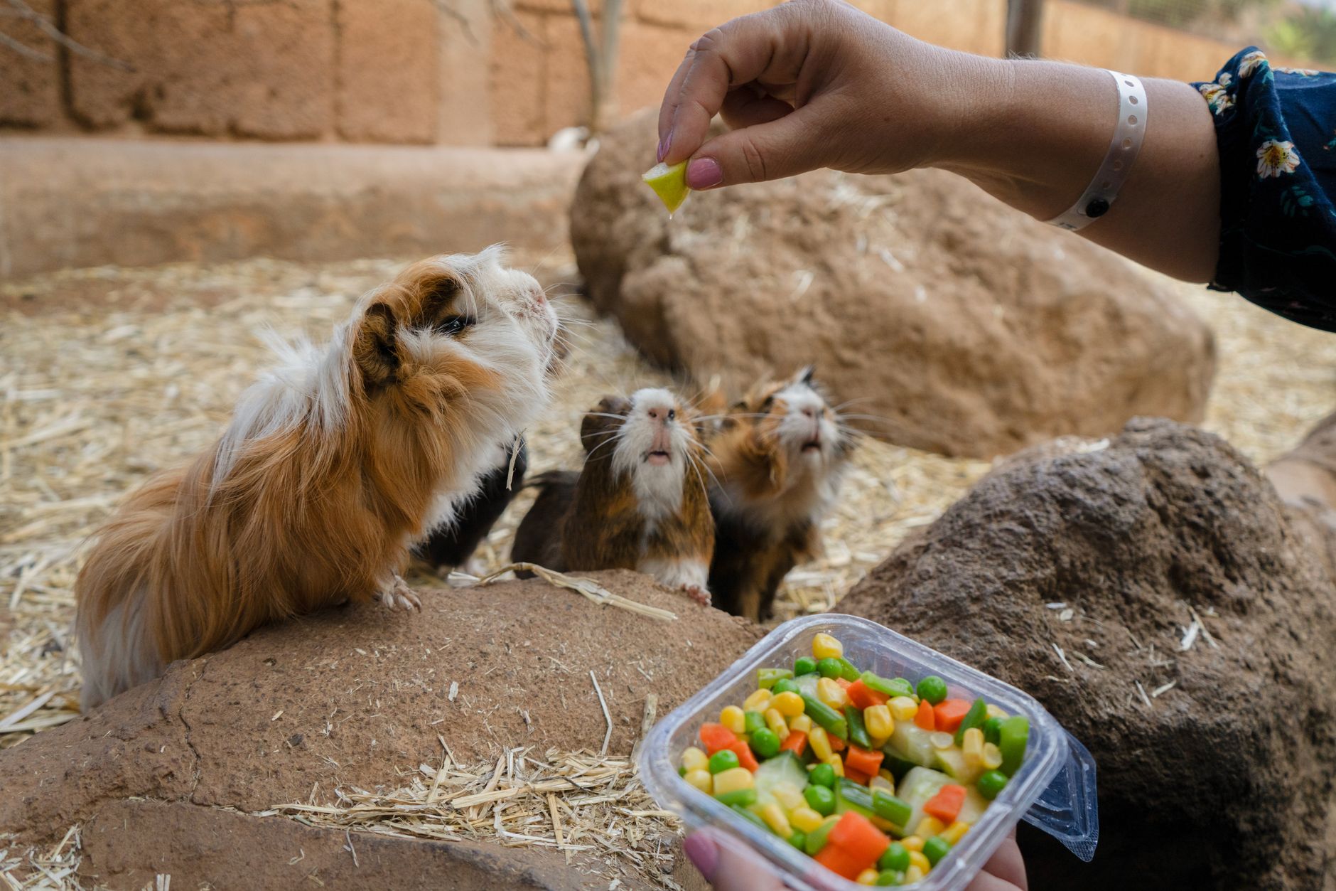 Meerschweinchen mit Durchfall: Fütterung, Warnzeichen, Notfall