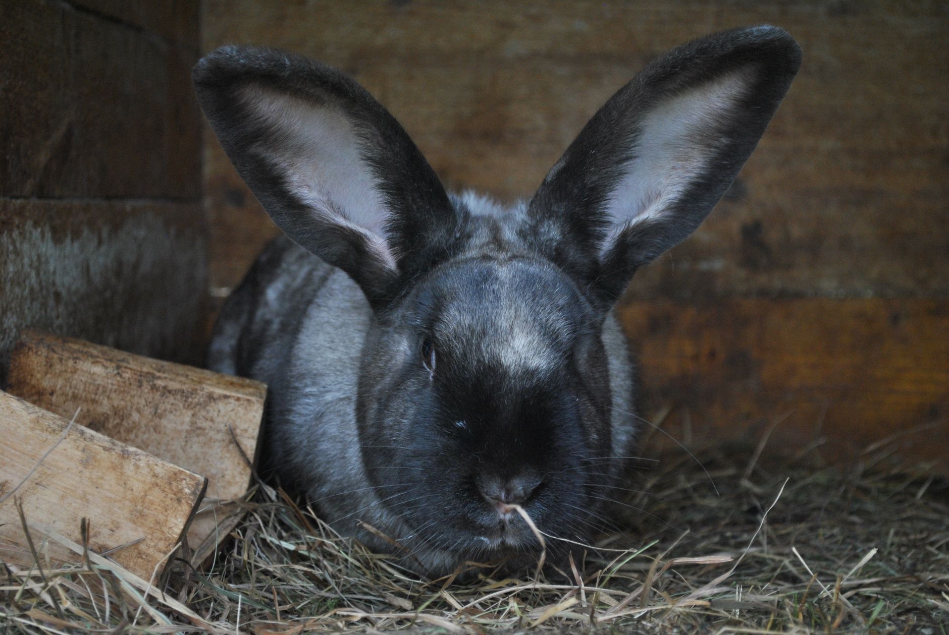 Black rabbit resting in barn surrounded by straw and wooden boards, showcasing cute large ears.
