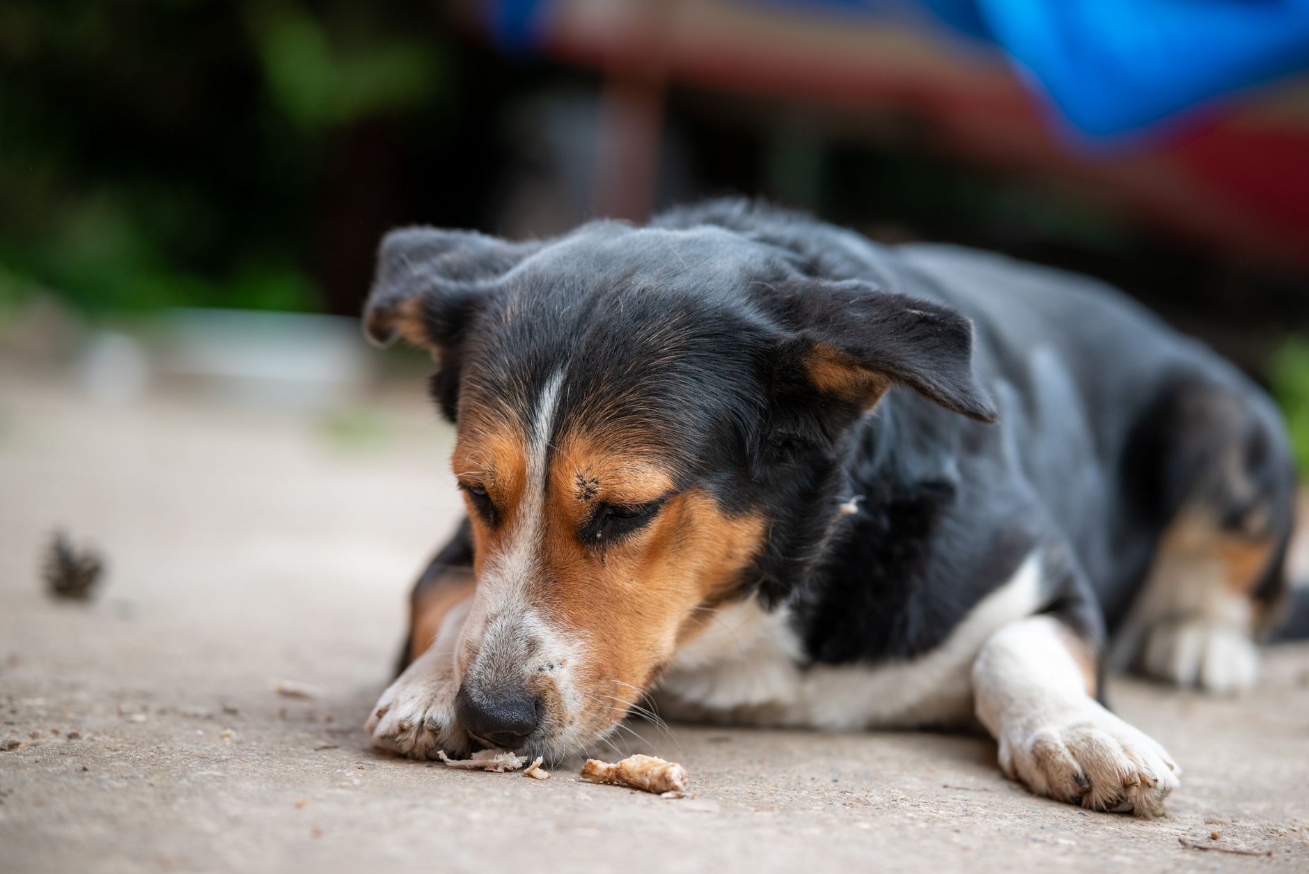 Reis richtig kochen für Hunde: Sorten, Menge und Konsistenz