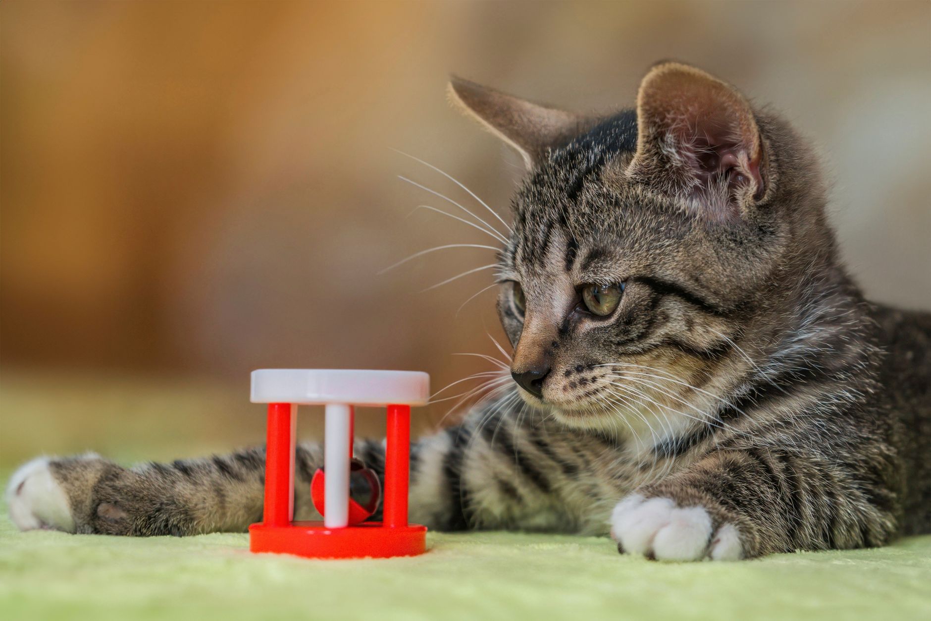 Katzen zum Bewegen bringen: Futterspiele gegen Übergewicht