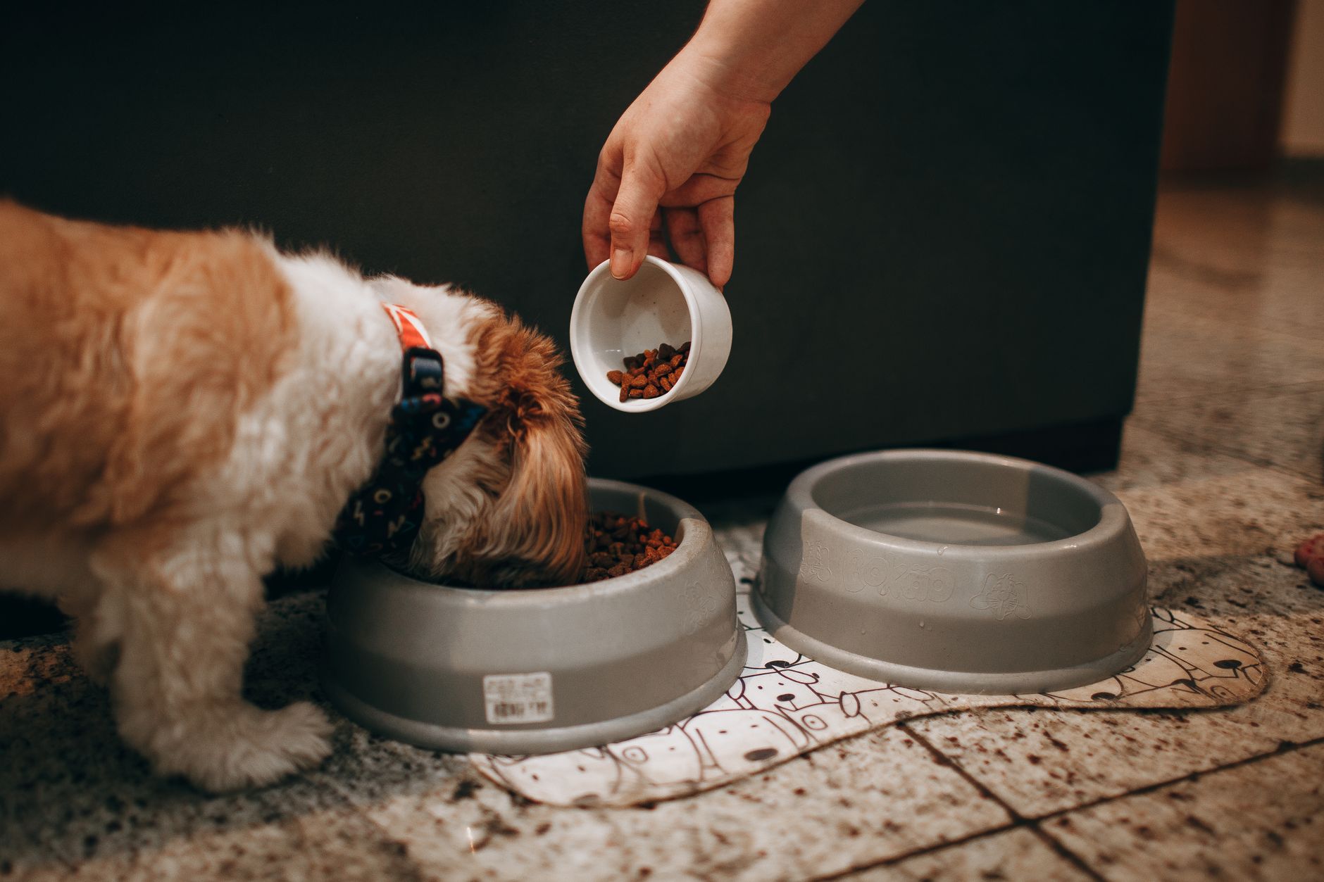 Große Hunde mit empfindlichem Magen: Portionen und Magendrehung