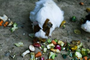 Meerschweinchen richtig füttern: Vitamin C, Heu und Frischfutter