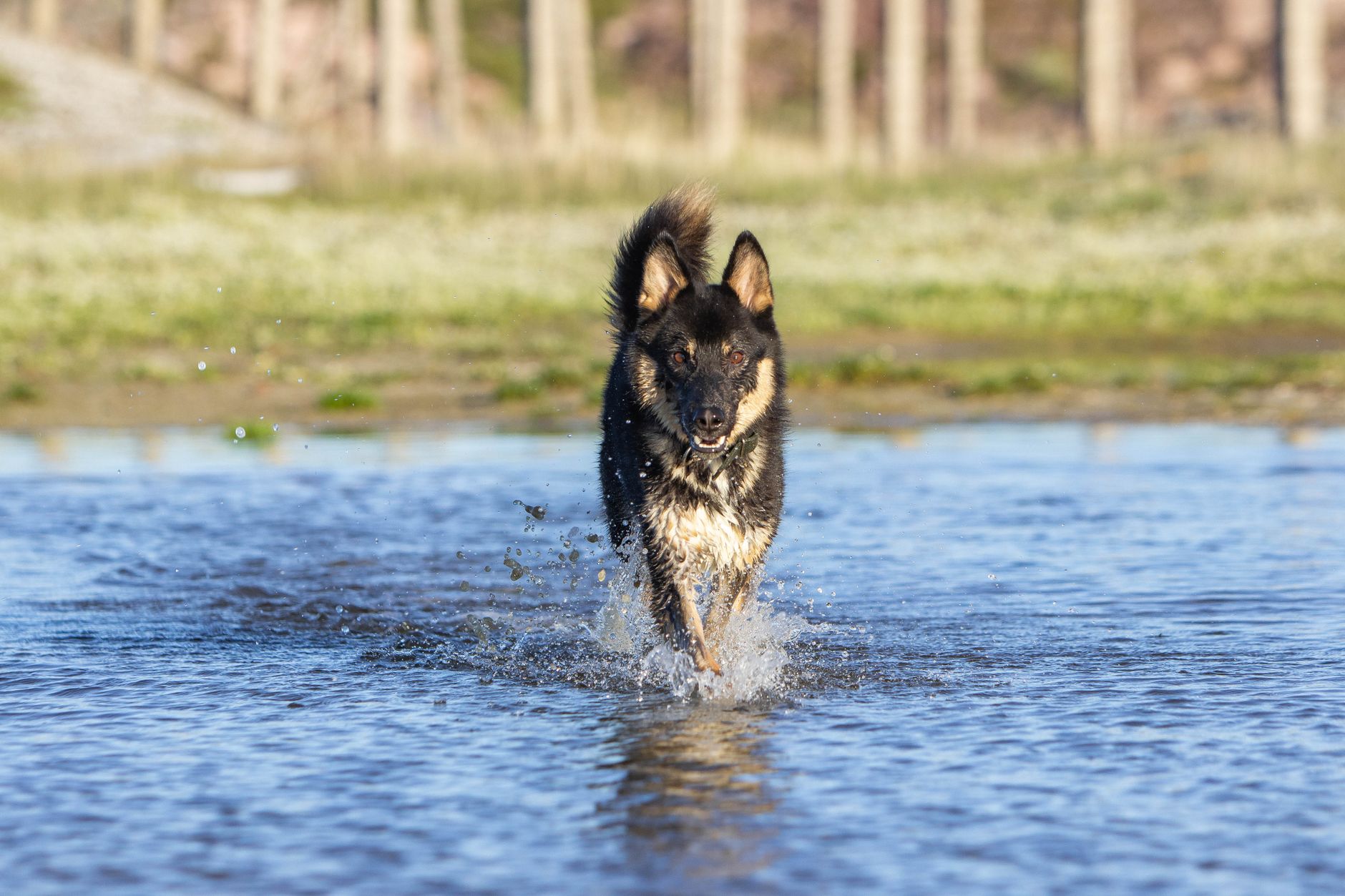 Verstopfung beim Hund: Ballaststoffe, Wasser und Bewegung