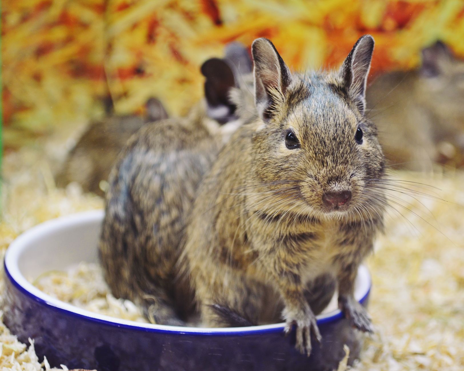 Degus füttern: Zuckerfrei gegen Diabetes