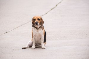 Acht Anzeichen für Depression beim Hund: Wann Halter zum Tierarzt sollten