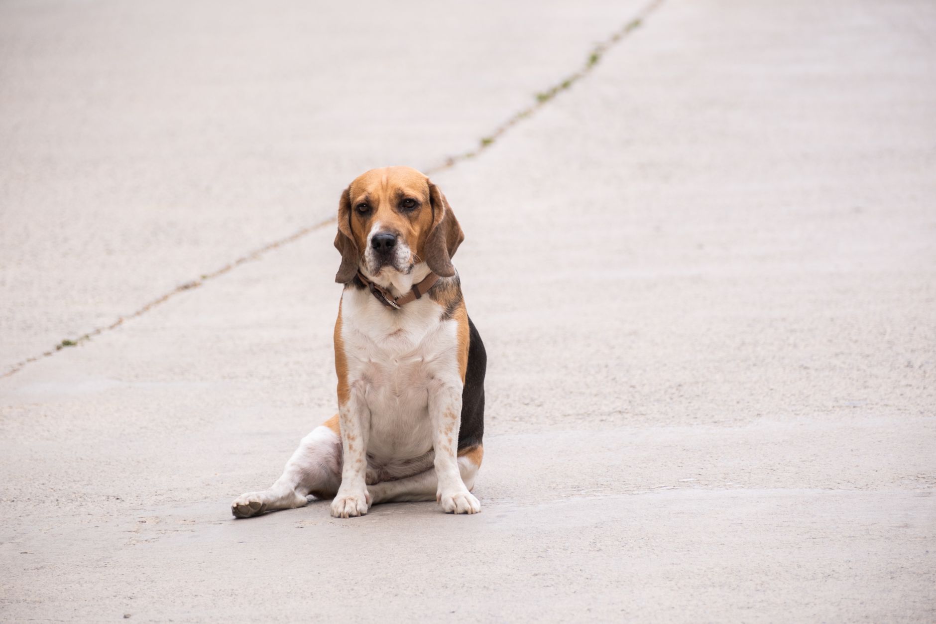Acht Anzeichen für Depression beim Hund: Wann Halter zum Tierarzt sollten