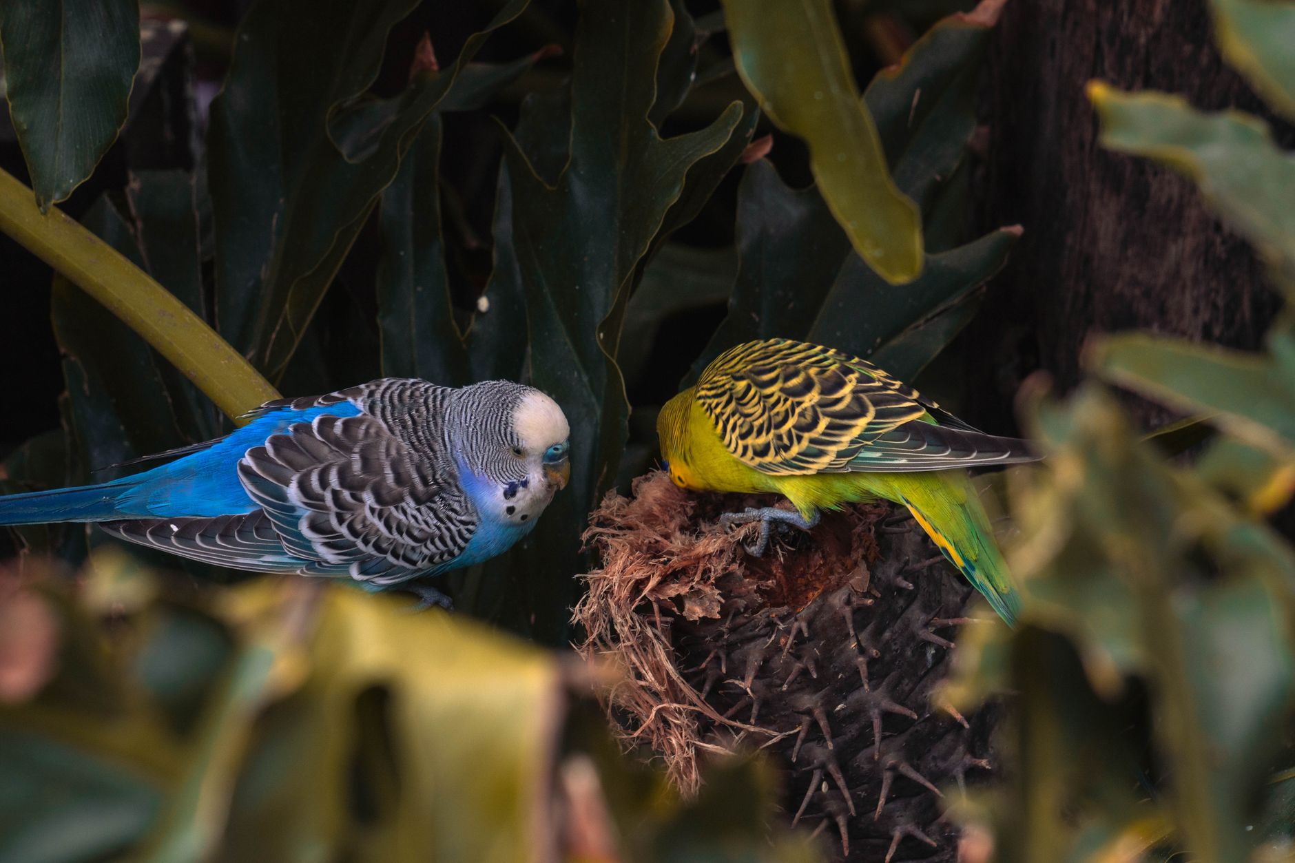 Two vibrant budgies perched among lush green leaves, showcasing their bright feathers.