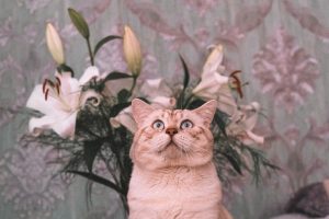 Lilien an Allerheiligen: Lebensgefahr für Katzen