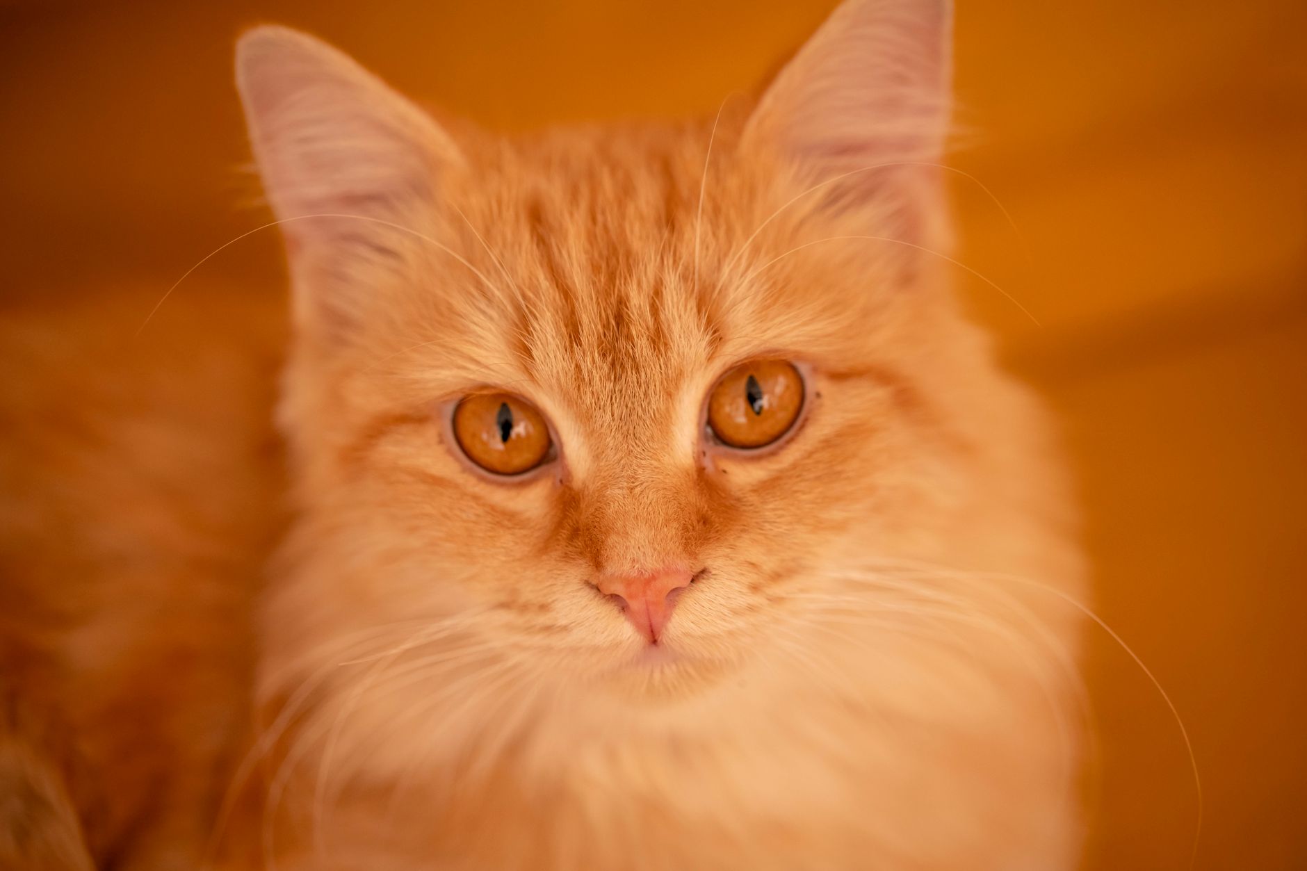 Adorable ginger cat with fluffy fur and striking eyes, looking directly at the camera.