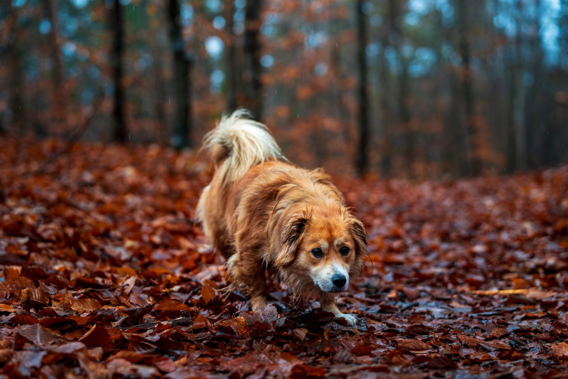 A small brown dog curiously explores a forest floor covered in autumn leaves.