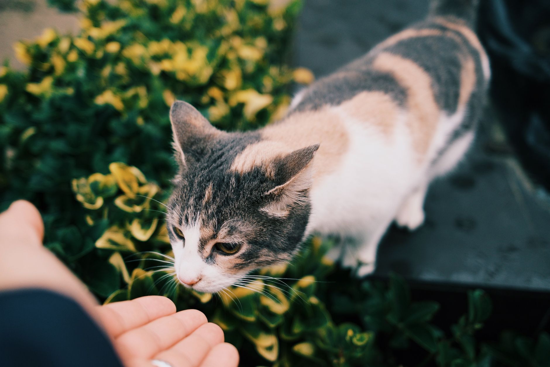 A curious calico cat sniffs a hand amidst lush green garden foliage.