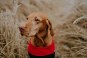 Energiebedarf des Hundes im Herbst und Winter anpassen