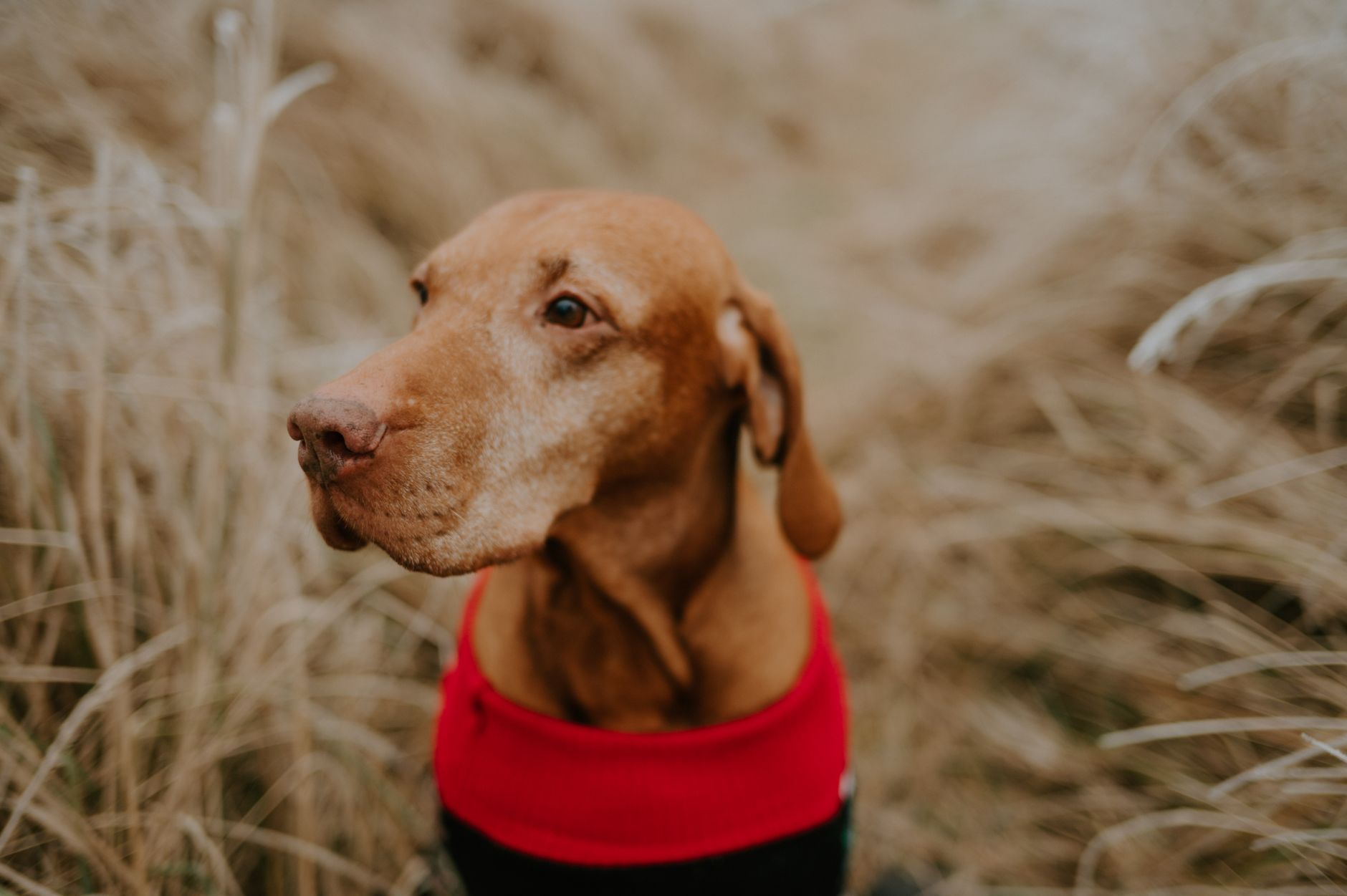 Energiebedarf des Hundes im Herbst und Winter anpassen