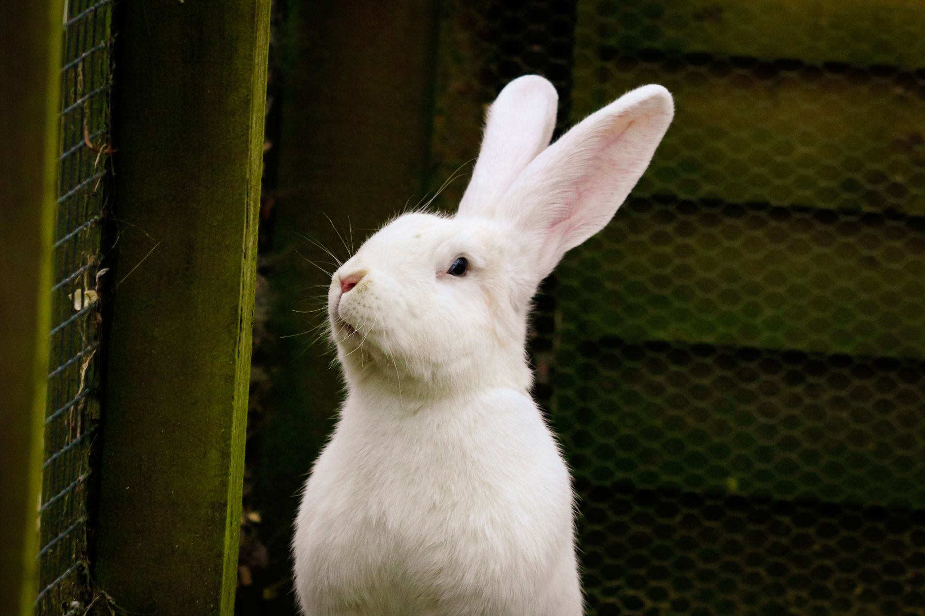 Close-up of a large white rabbit looking out from a wooden enclosure outdoors.