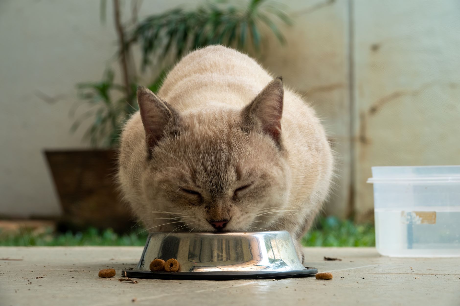 Harnsteine bei Katzen: Ernährung zur Vorbeugung