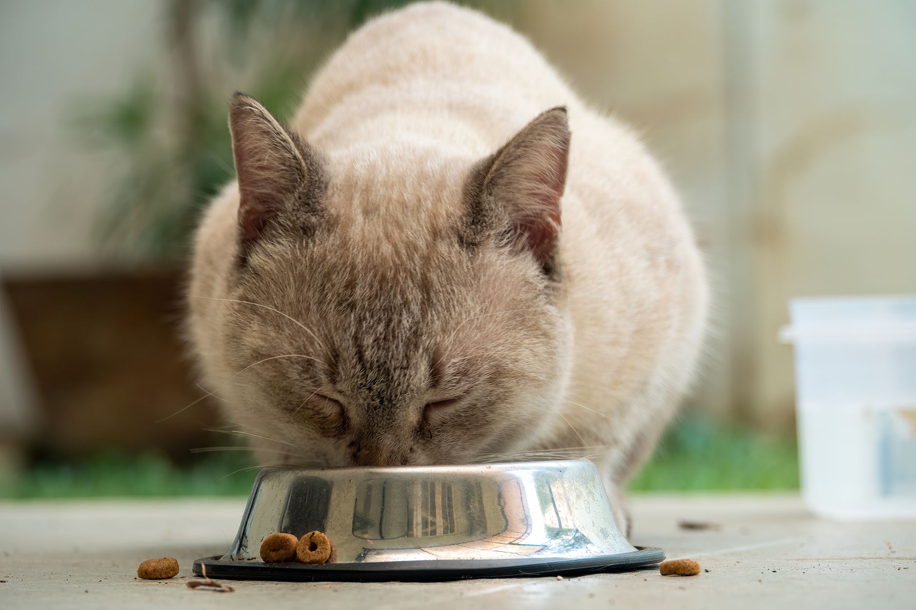 Schilddrüsenüberfunktion bei der Katze: Füttern anpassen