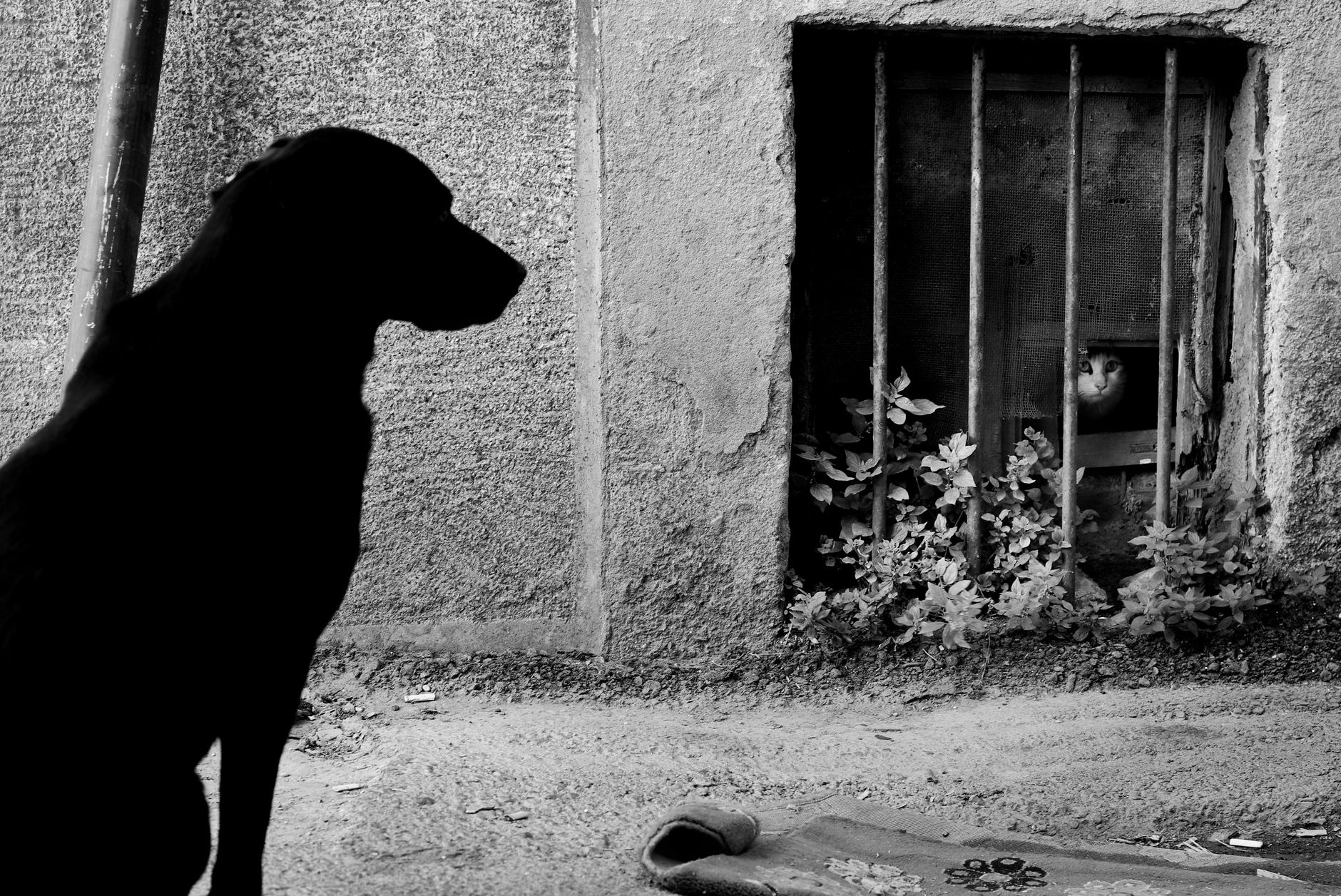 A dramatic black and white scene showing a dog facing a cat behind bars outdoors.