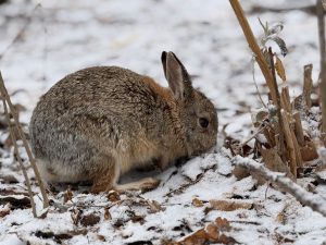Kaninchen im Winter: Fütterung bei Außenhaltung