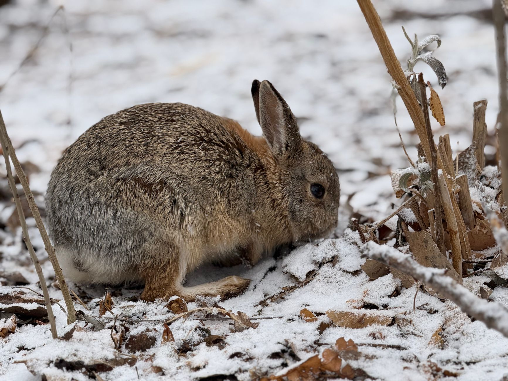 Kaninchen im Winter: Fütterung bei Außenhaltung