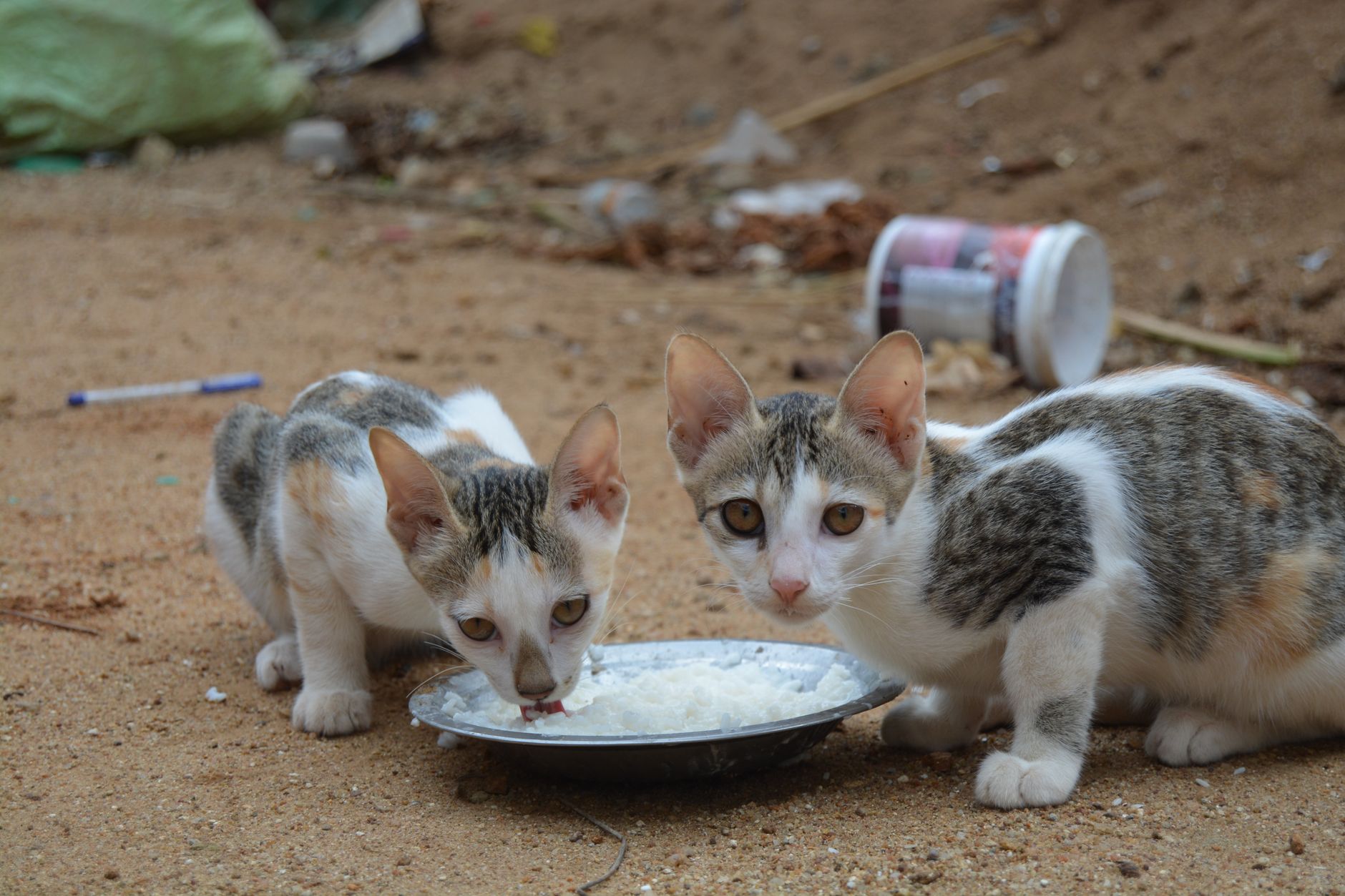 Two street cats eating from a bowl outdoors on sandy ground, captured close-up.