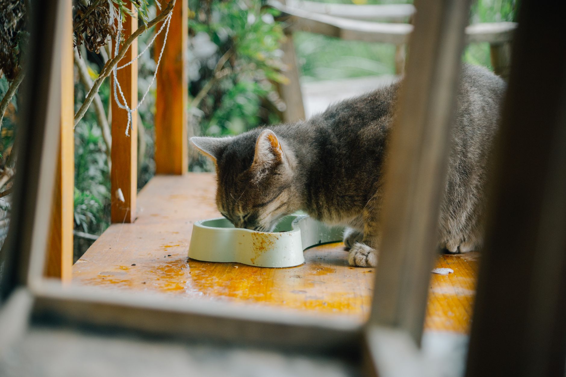Giftige Lebensmittel für Katzen: Was nie in den Napf darf
