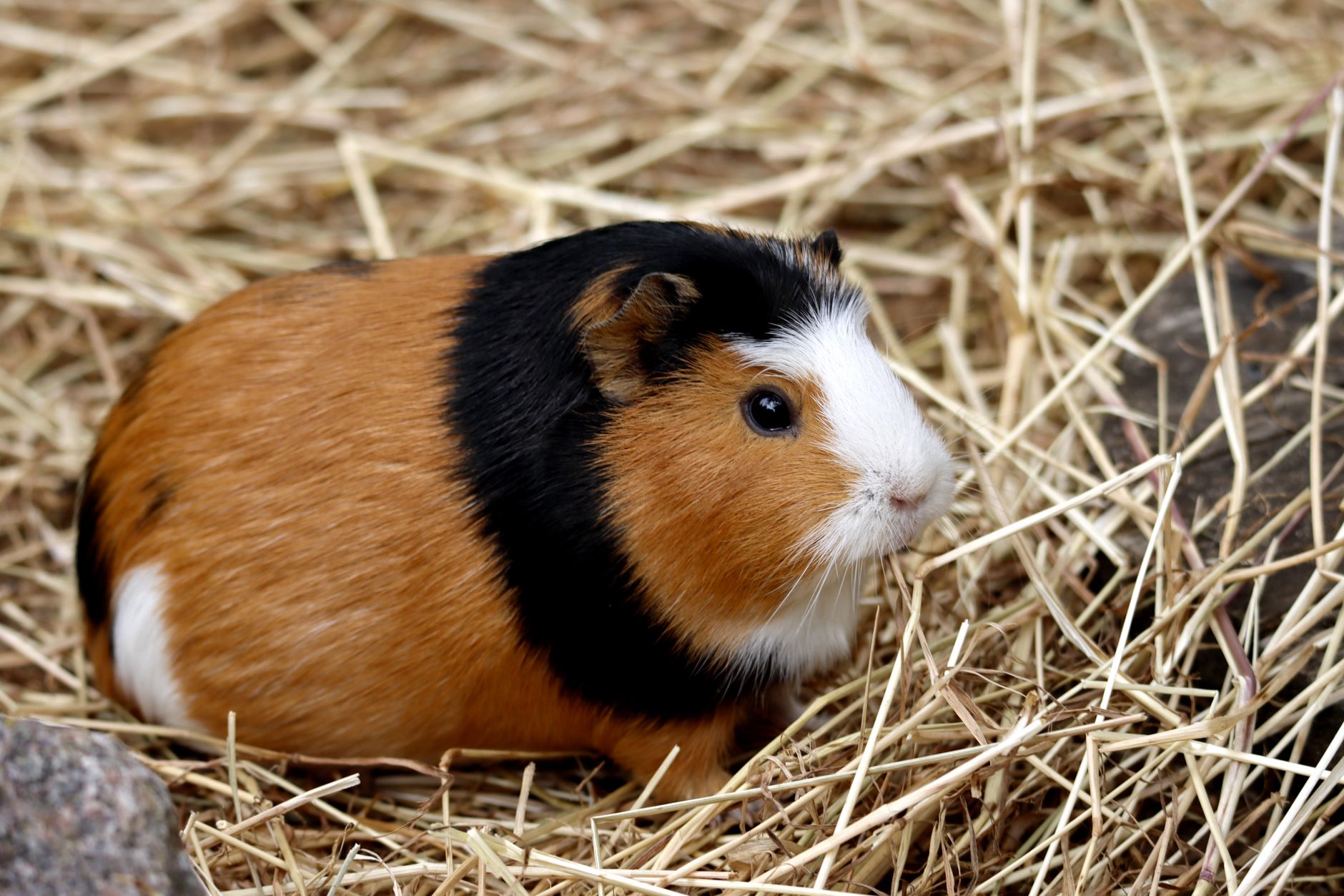 Close-up of a guinea pig sitting on straw bedding, showcasing its tricolor fur and adorable expressi